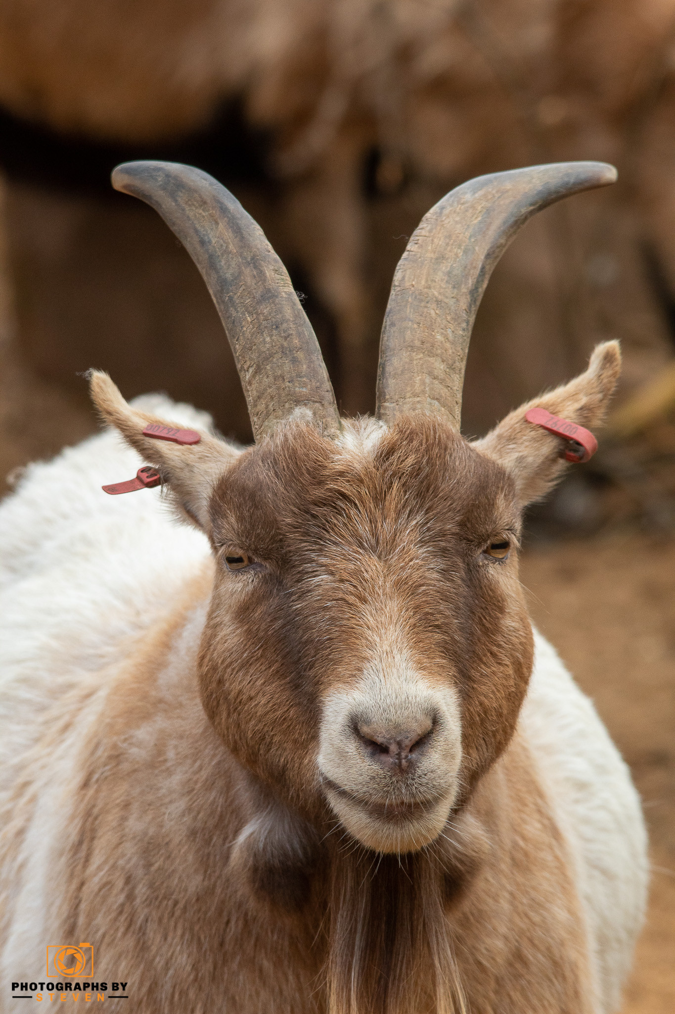 mammal animal goat 