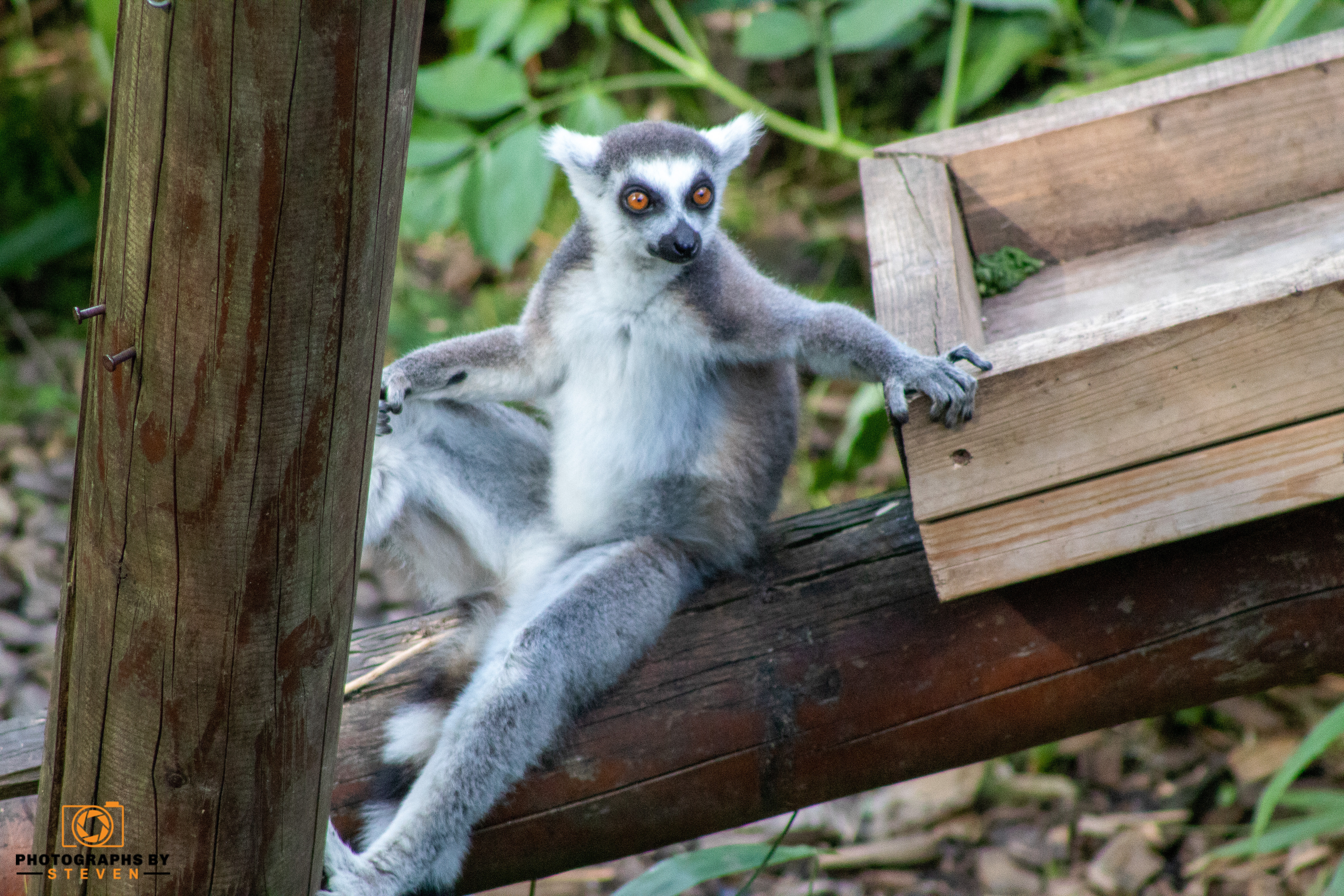 lemur wildlife mammal animal 