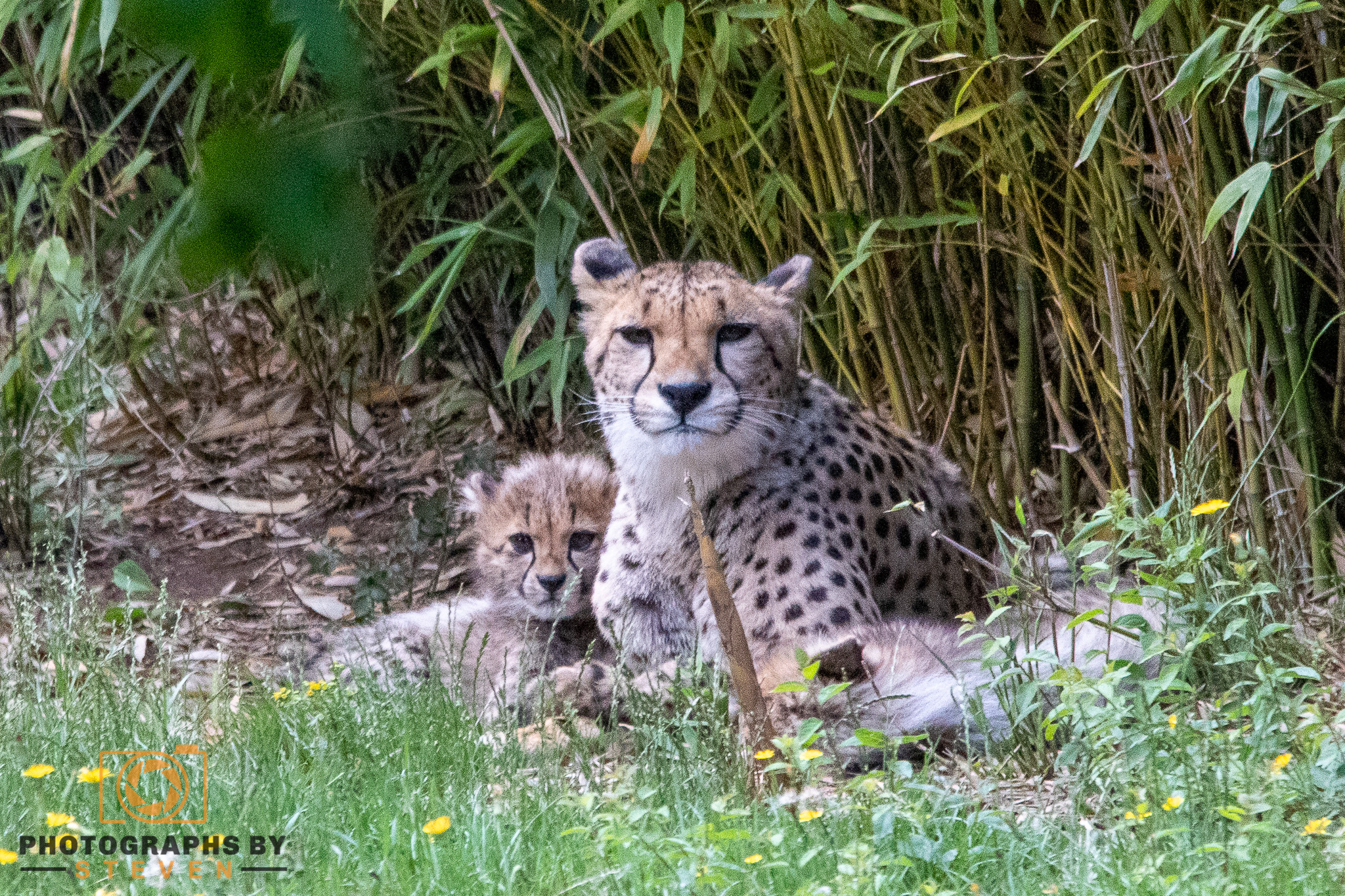 cheetah mammal animal wildlife 