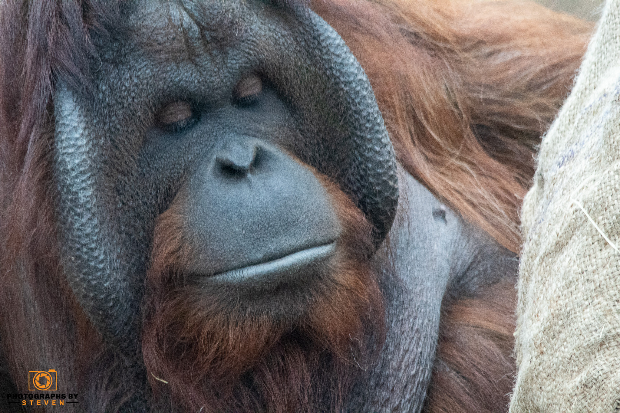 wildlife animal orangutan mammal 