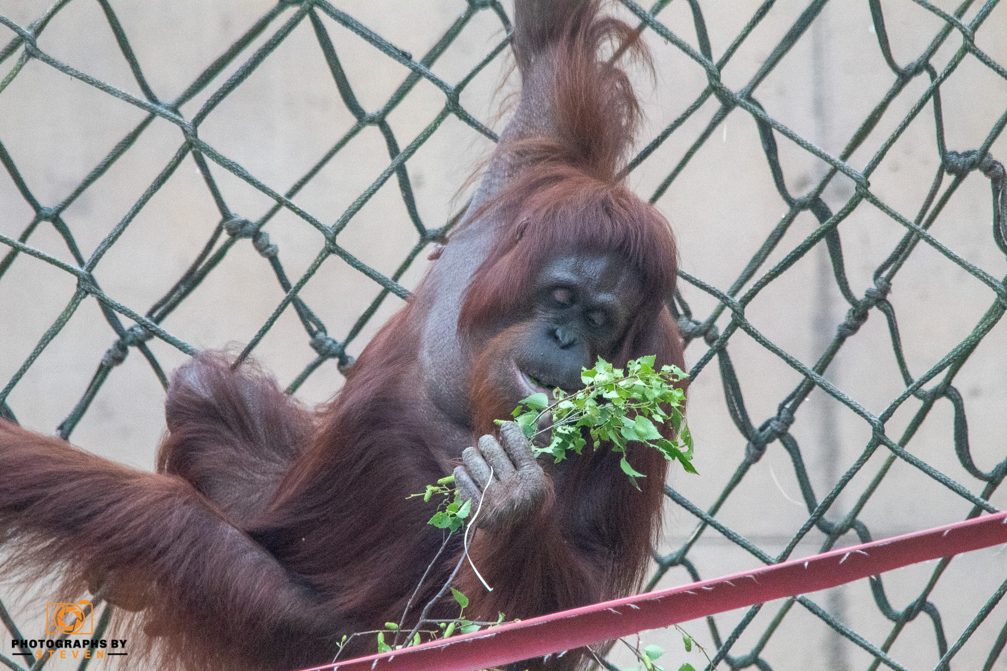 Orangutan eating a tree