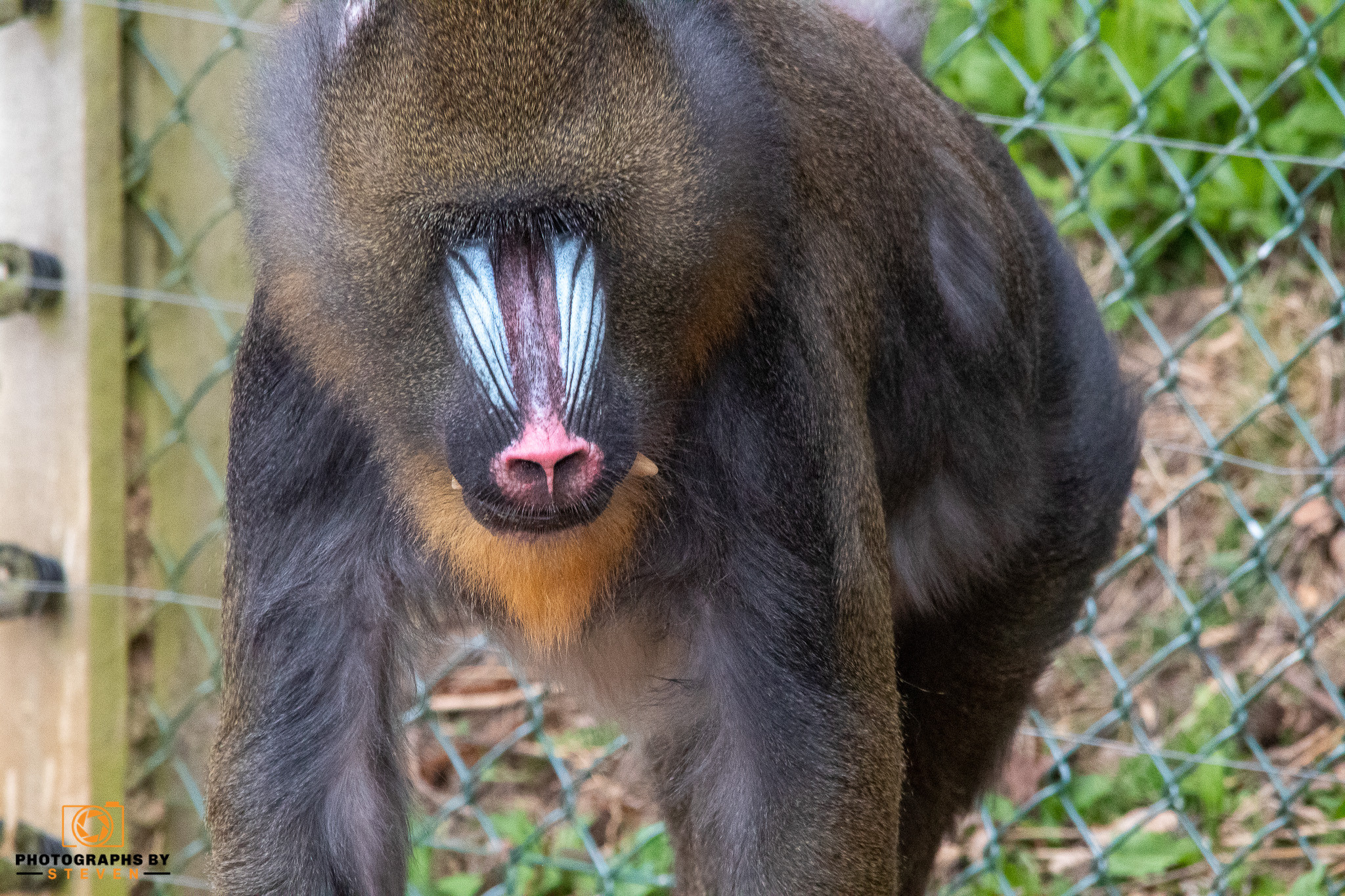 monkey wildlife mammal animal baboon 
