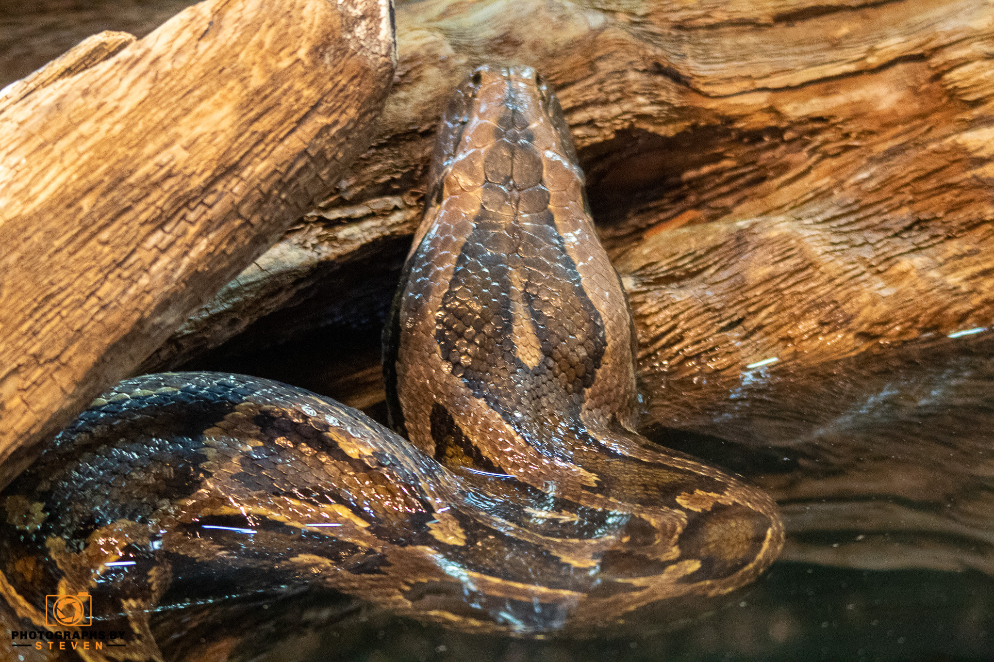 rock python reptile animal snake 