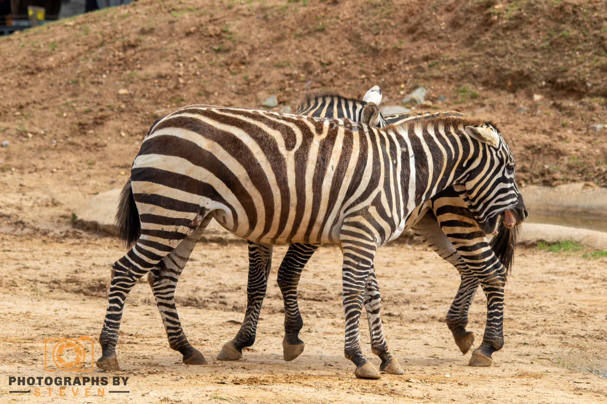 zebra animal mammal wildlife 