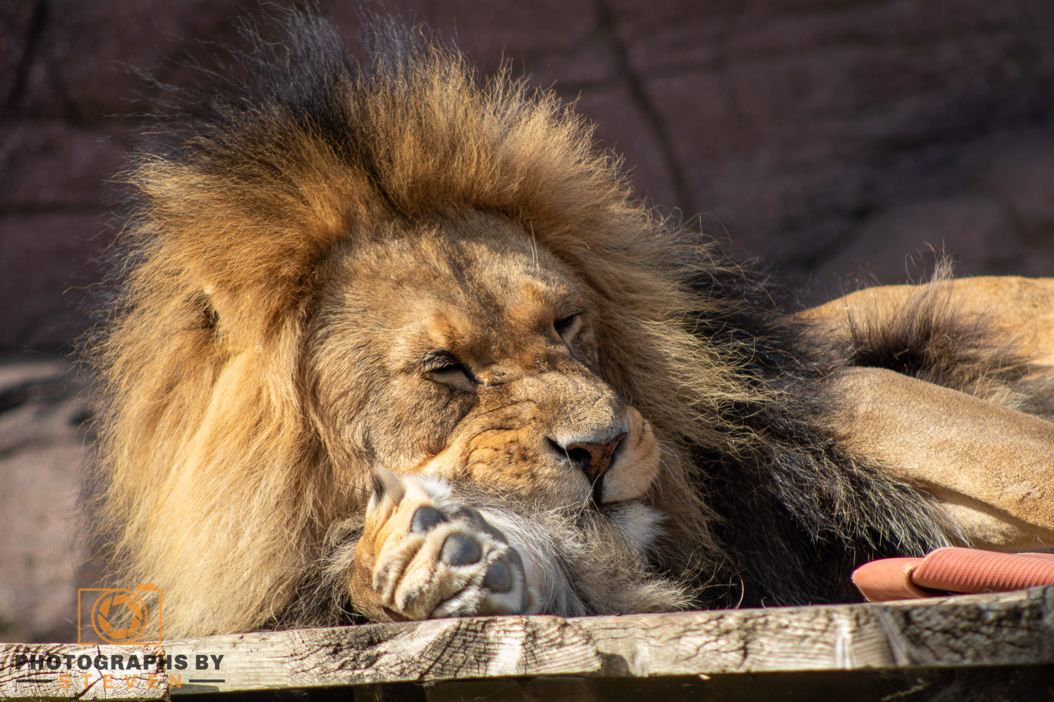 lion animal wildlife mammal 