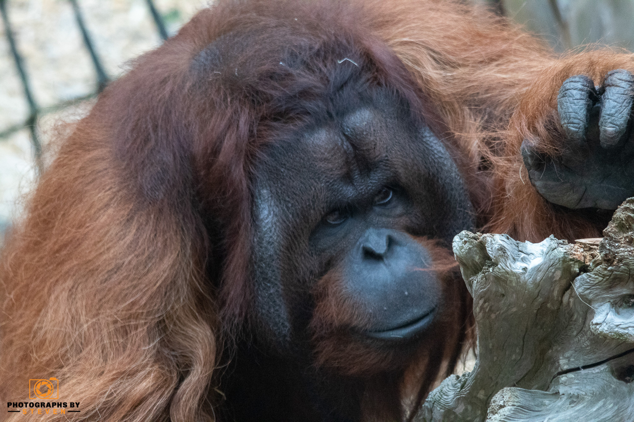 Adult orangutan