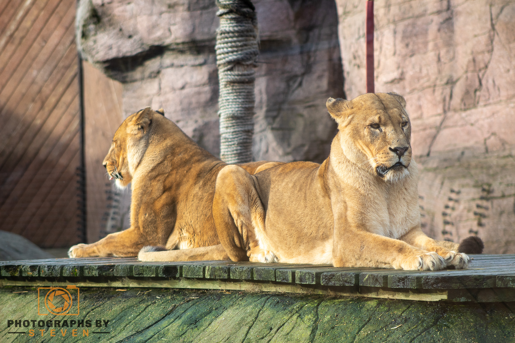 lion animal mammal wildlife 
