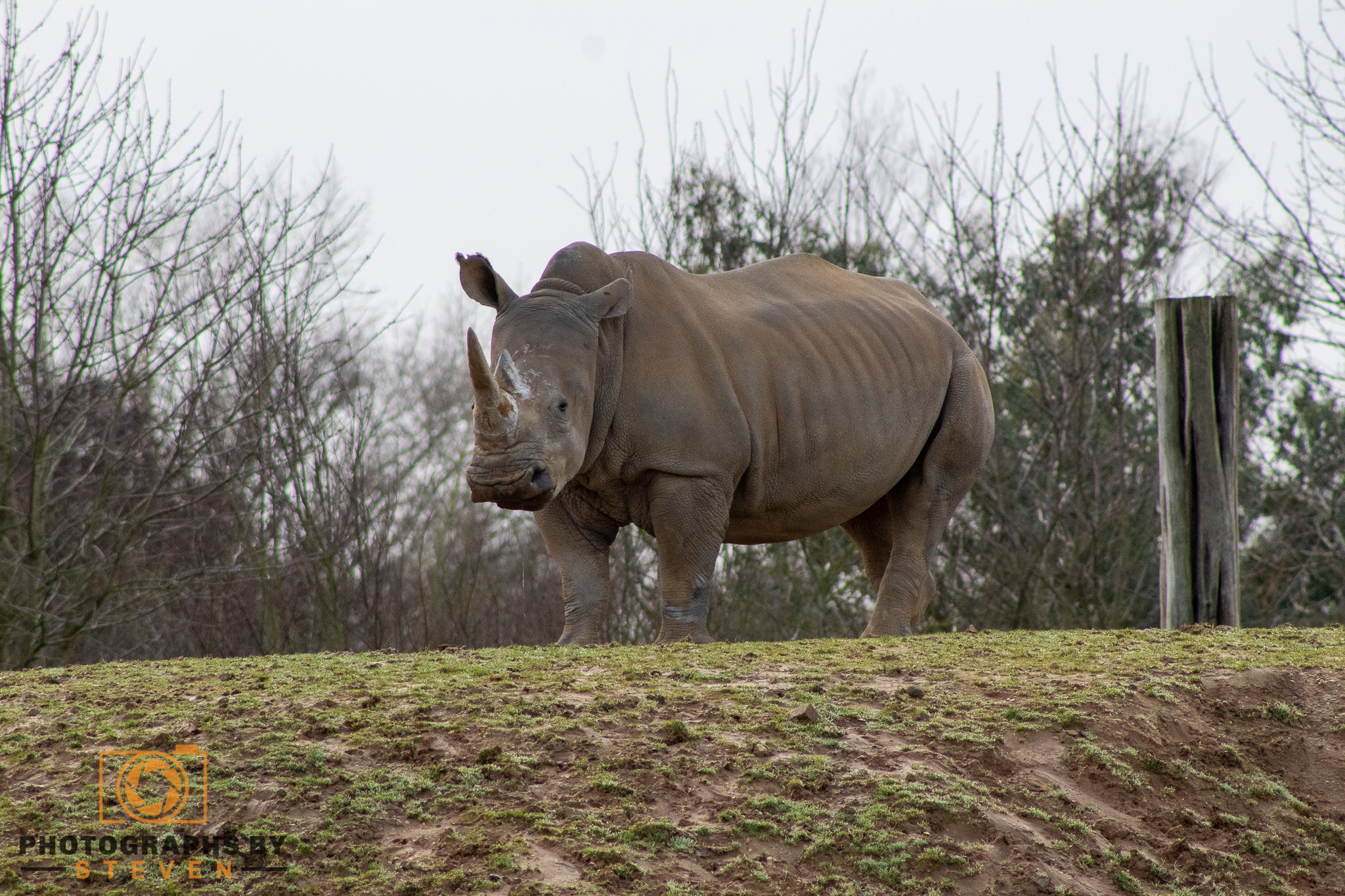 rhino mammal animal rhino wildlife 