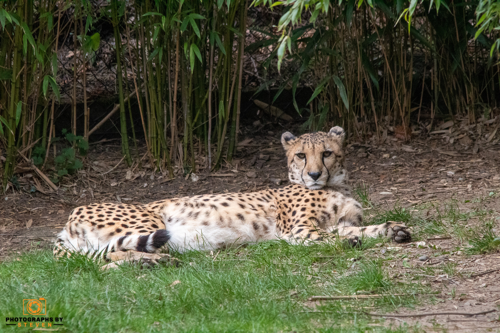 cheetah wildlife mammal animal leopard 