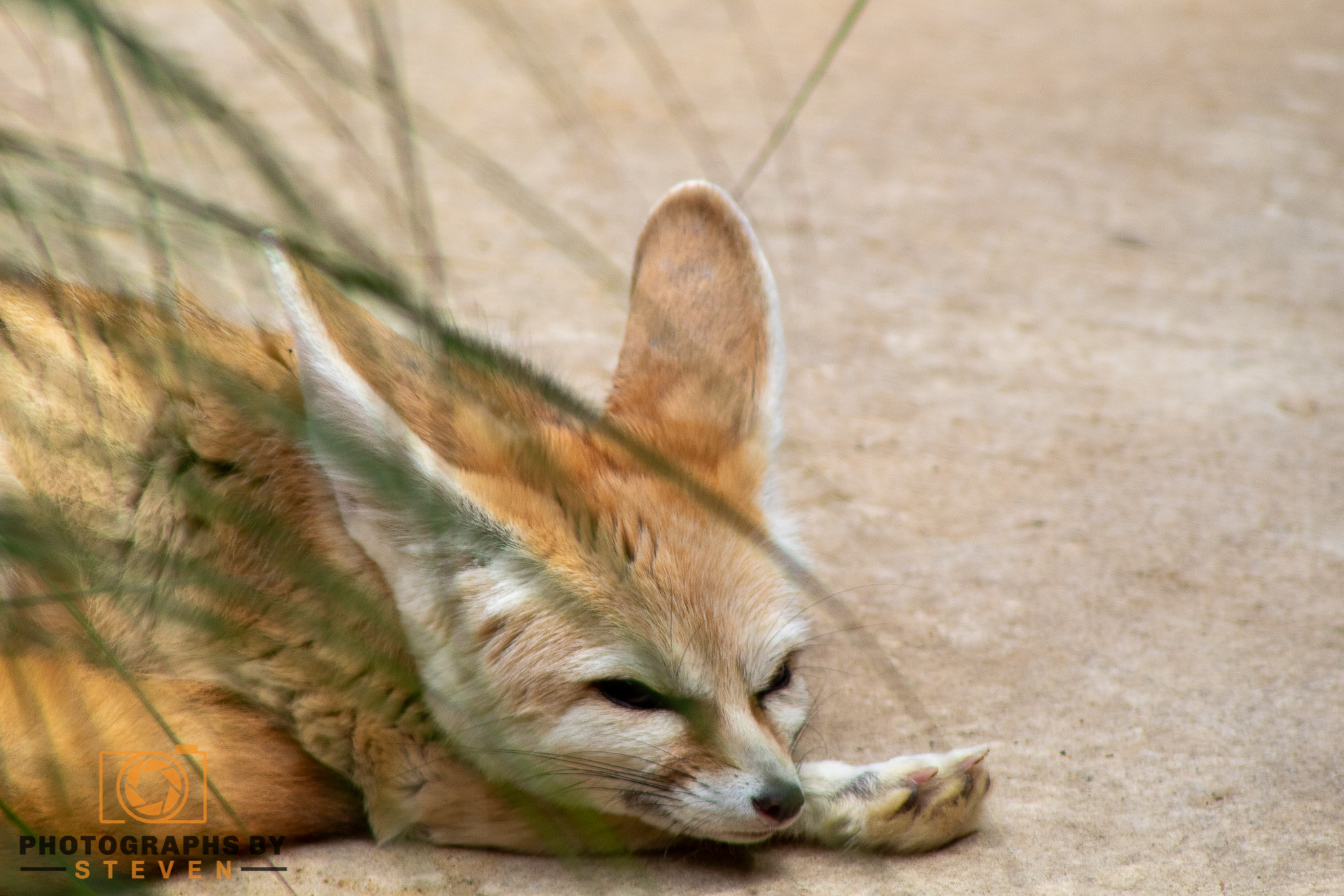 fennec fox mammal animal canine wildlife 