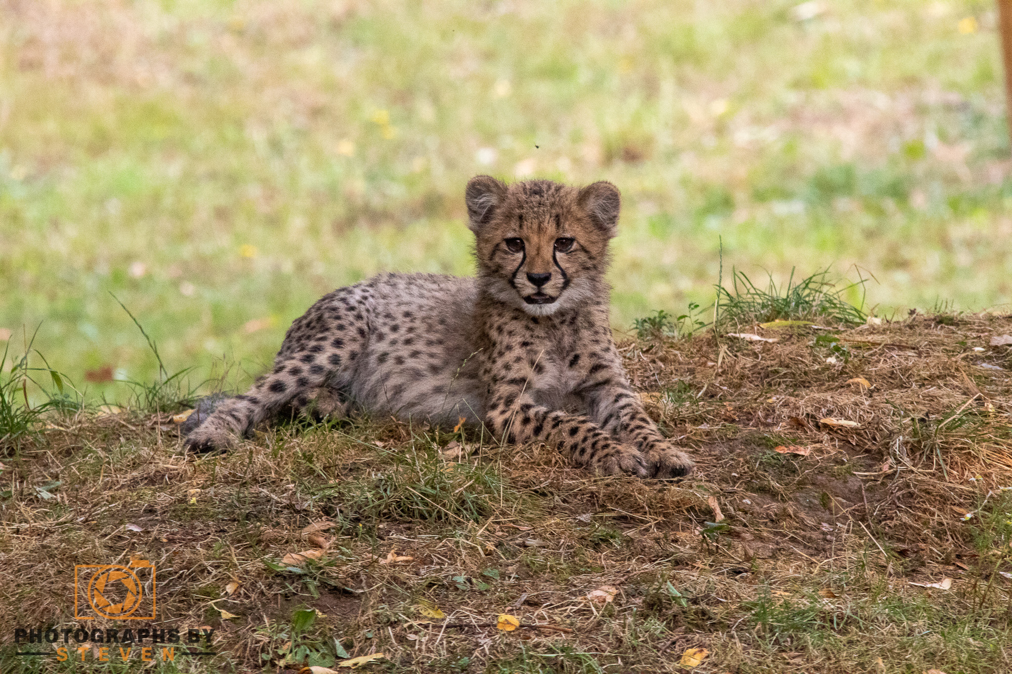 cheetah mammal wildlife animal 