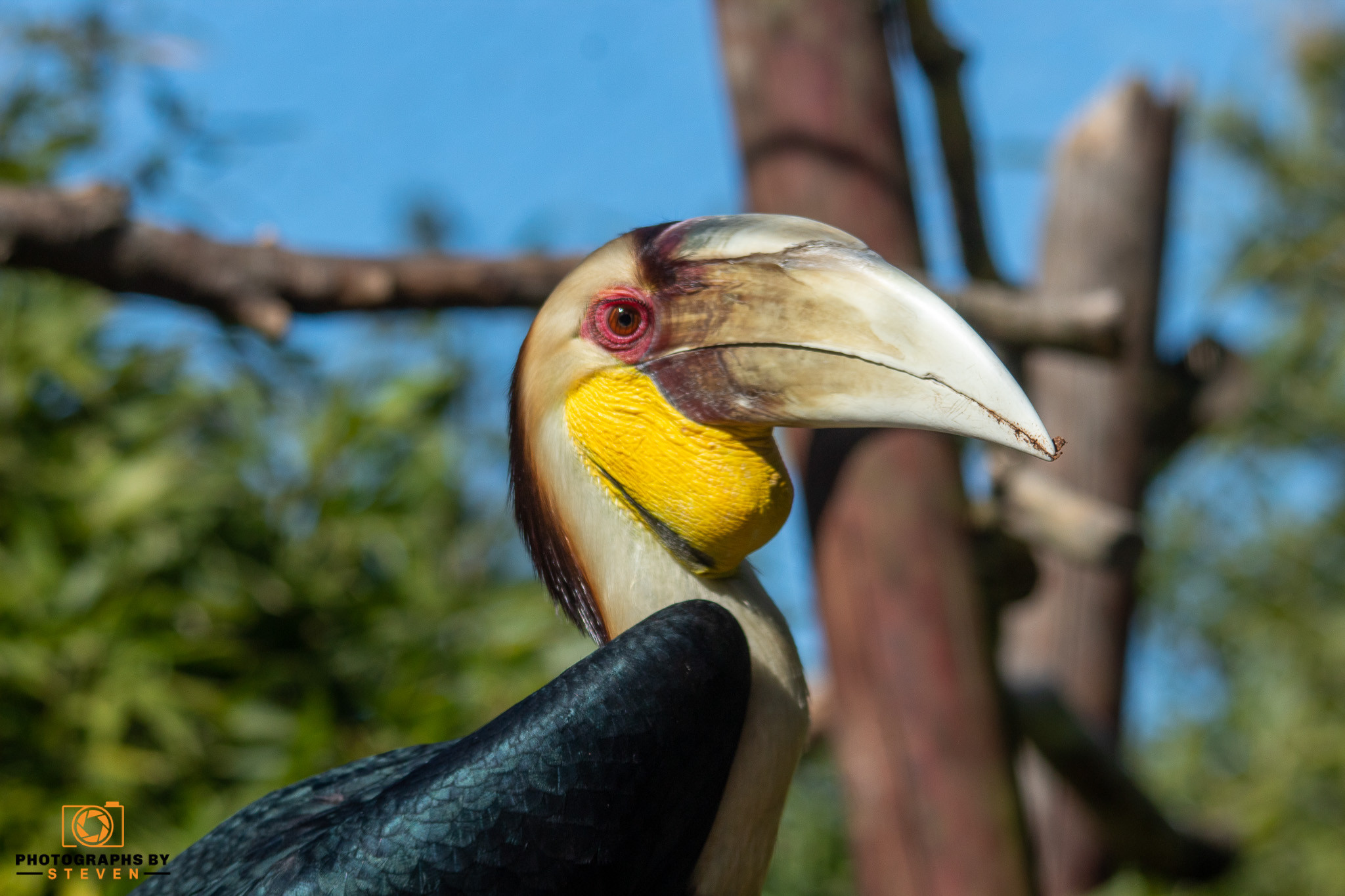 hornbill animal bird toucan 