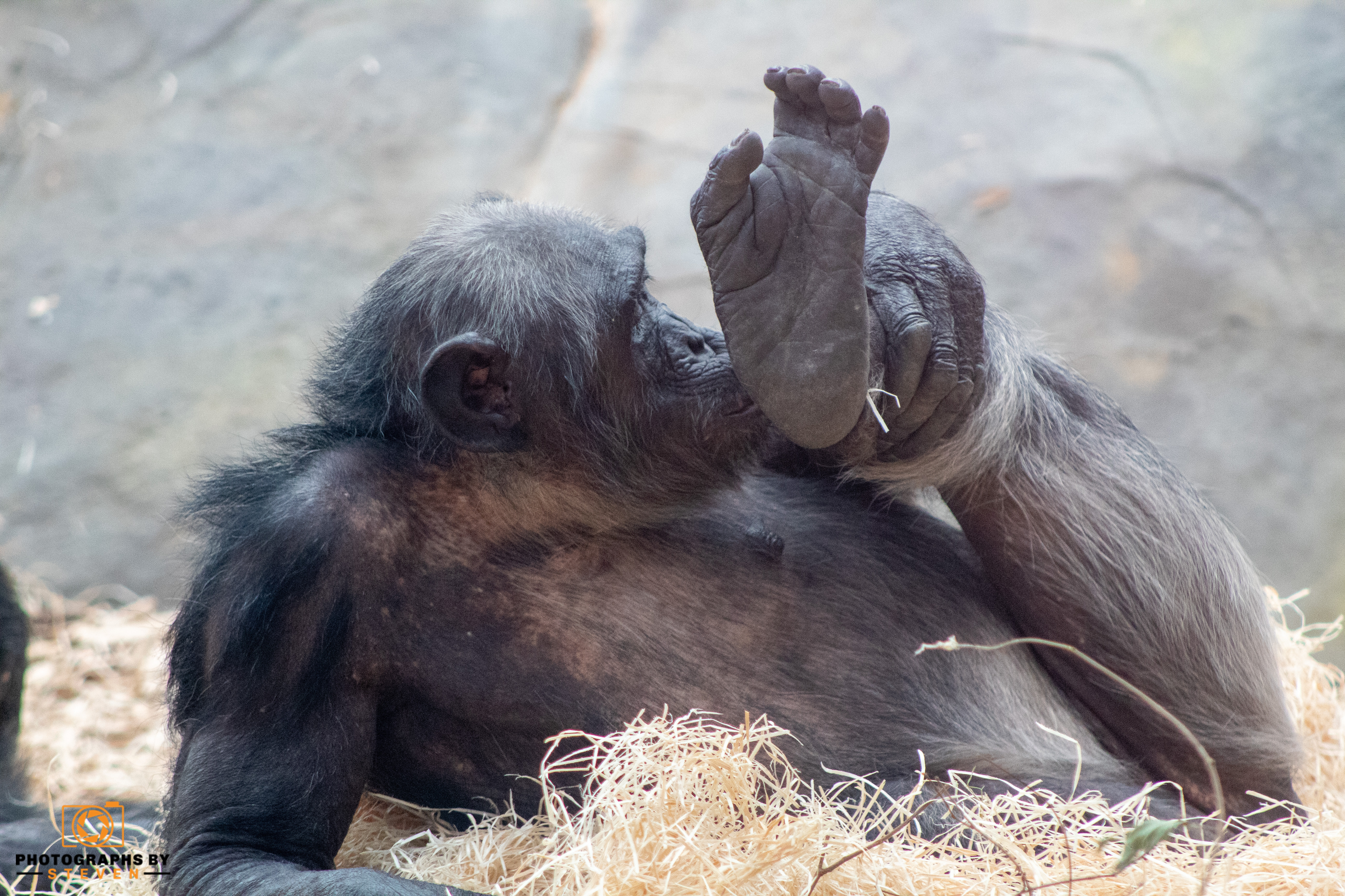 ape mammal wildlife animal 