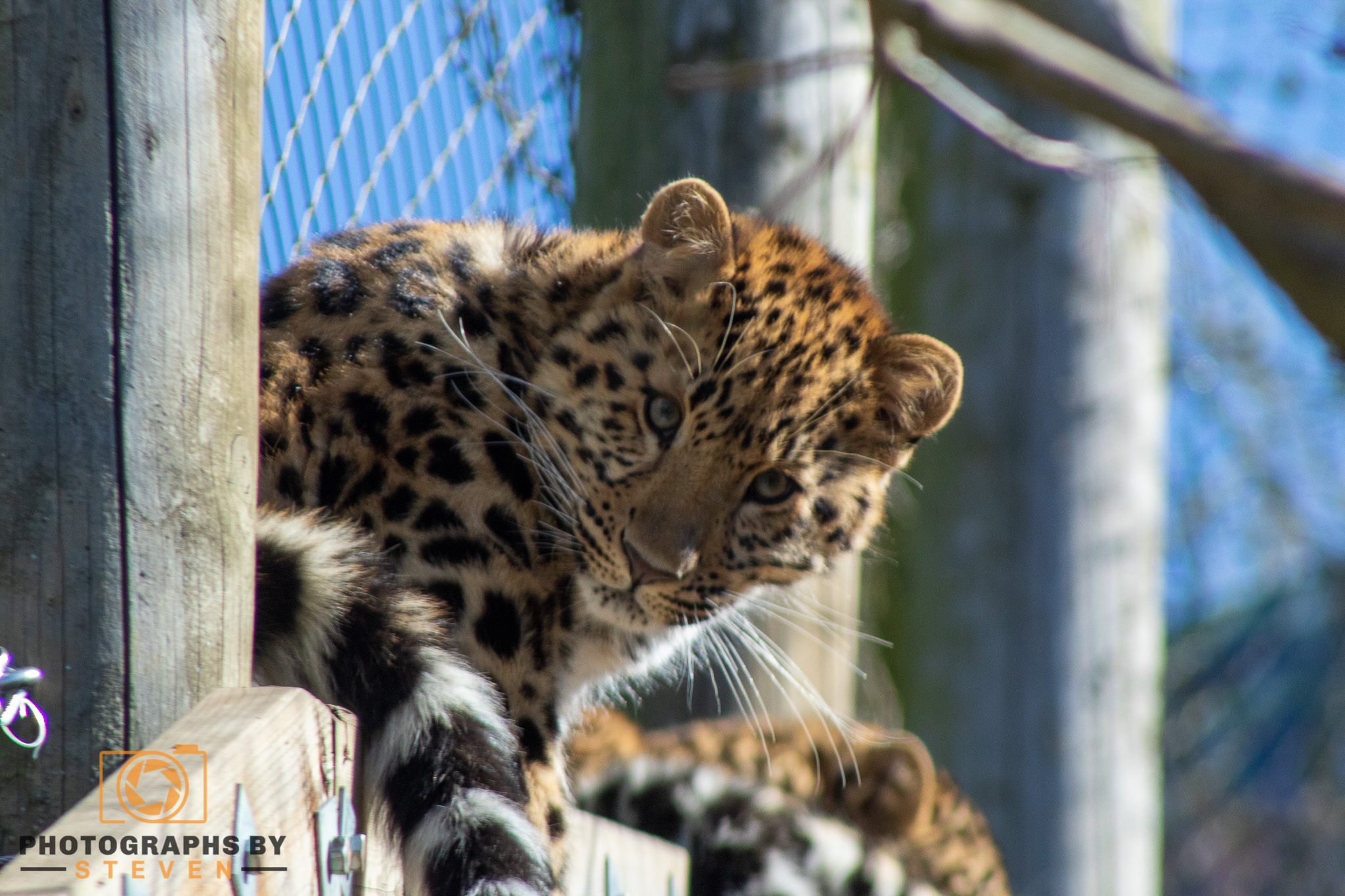 leopard animal wildlife mammal 