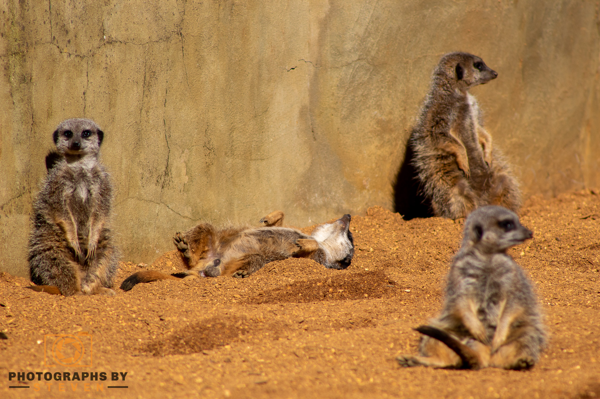 meerkat wildlife animal mammal 