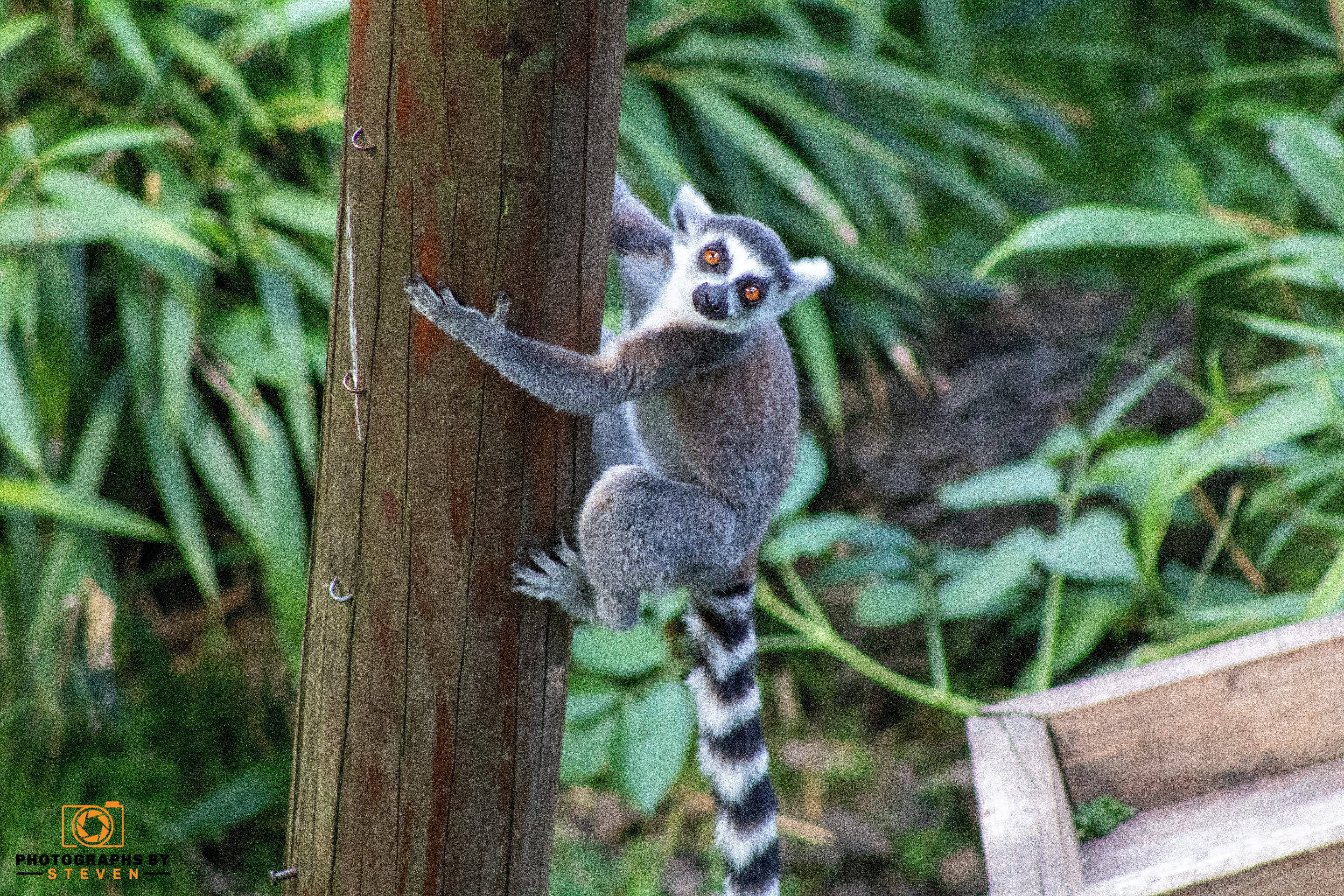lemur wildlife animal mammal 
