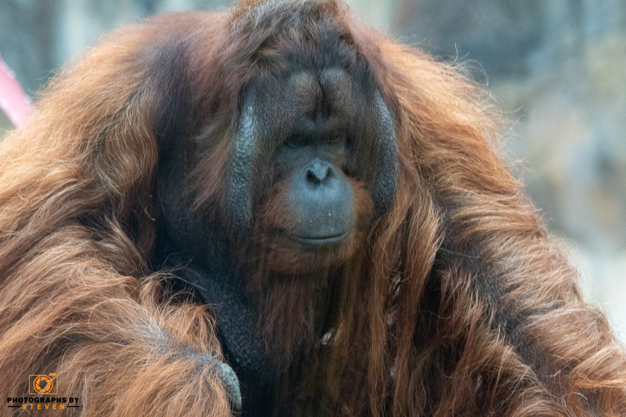 orangutan wildlife animal mammal 