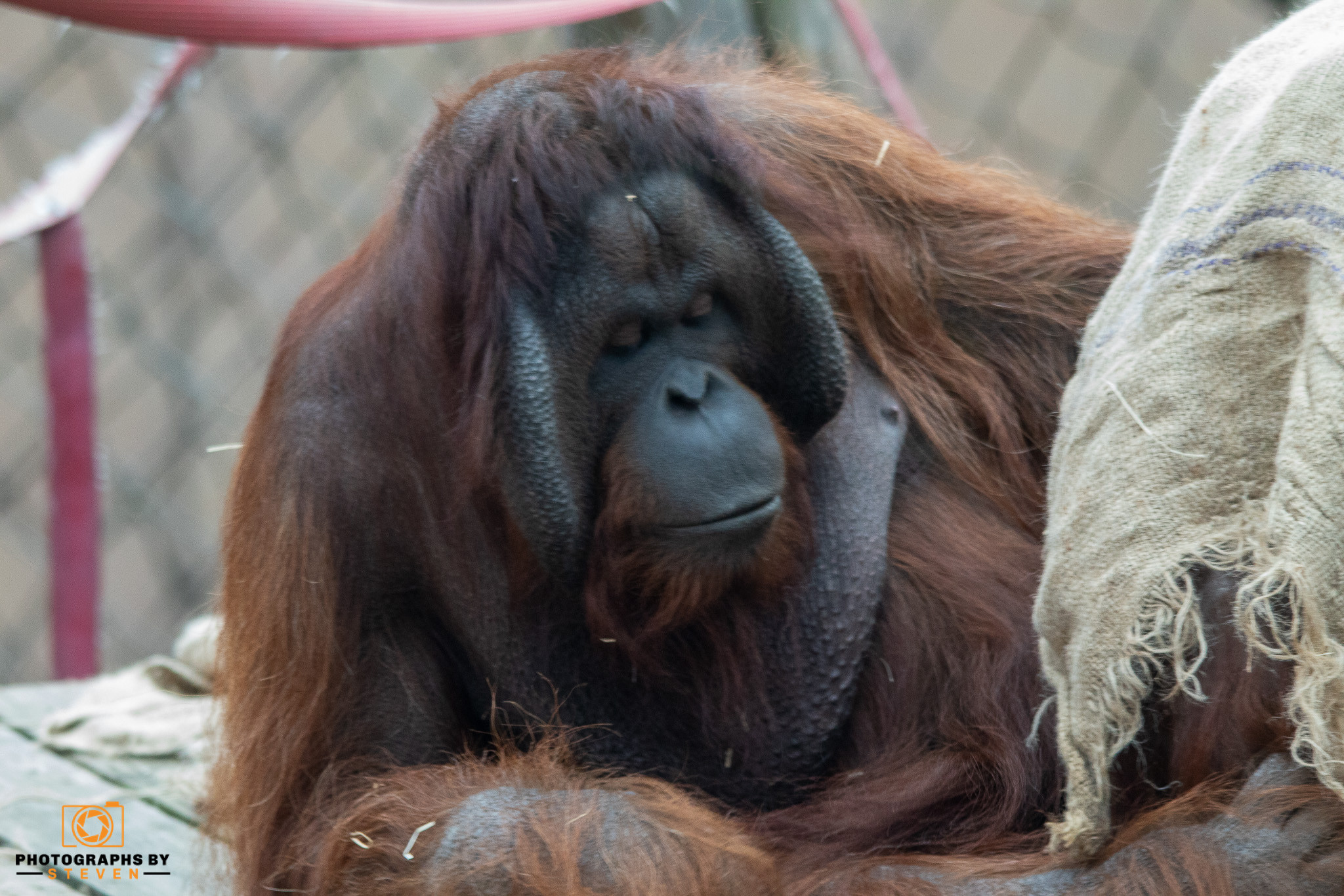 ape wildlife mammal animal orangutan 