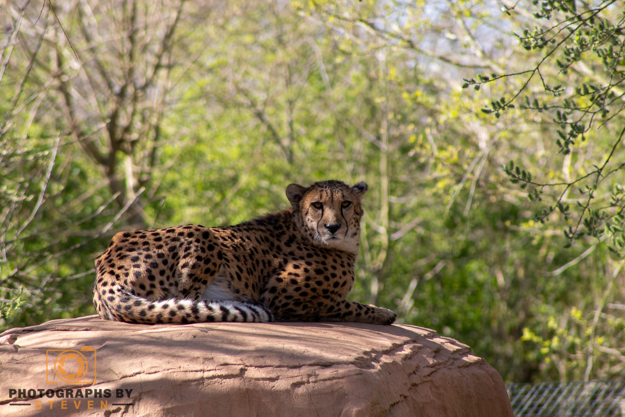 cheetah animal mammal wildlife 