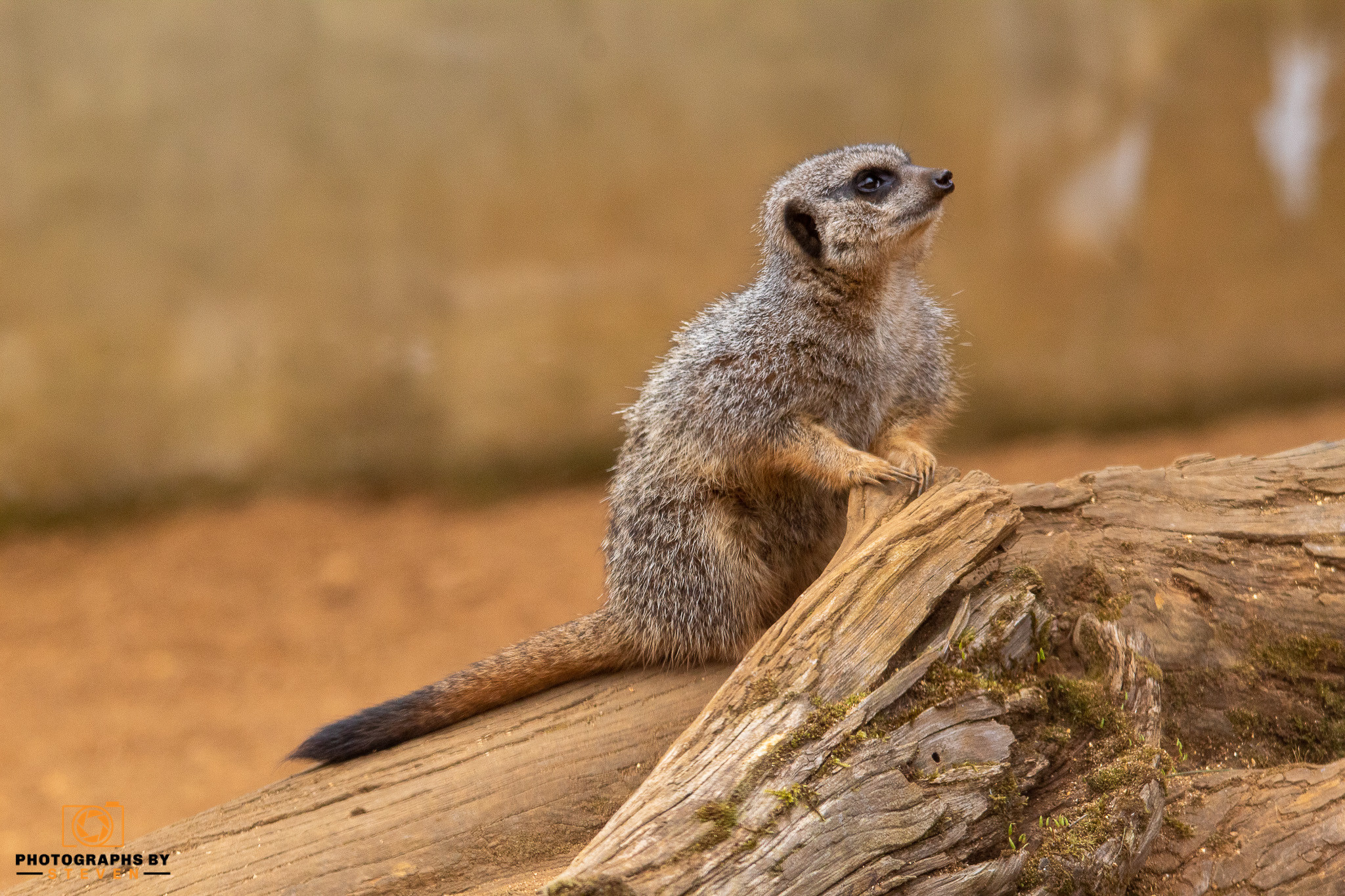 meerkat wildlife mammal animal 
