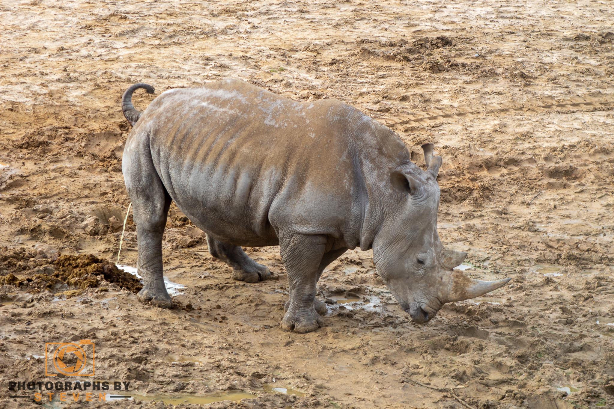 mammal animal rhino wildlife 