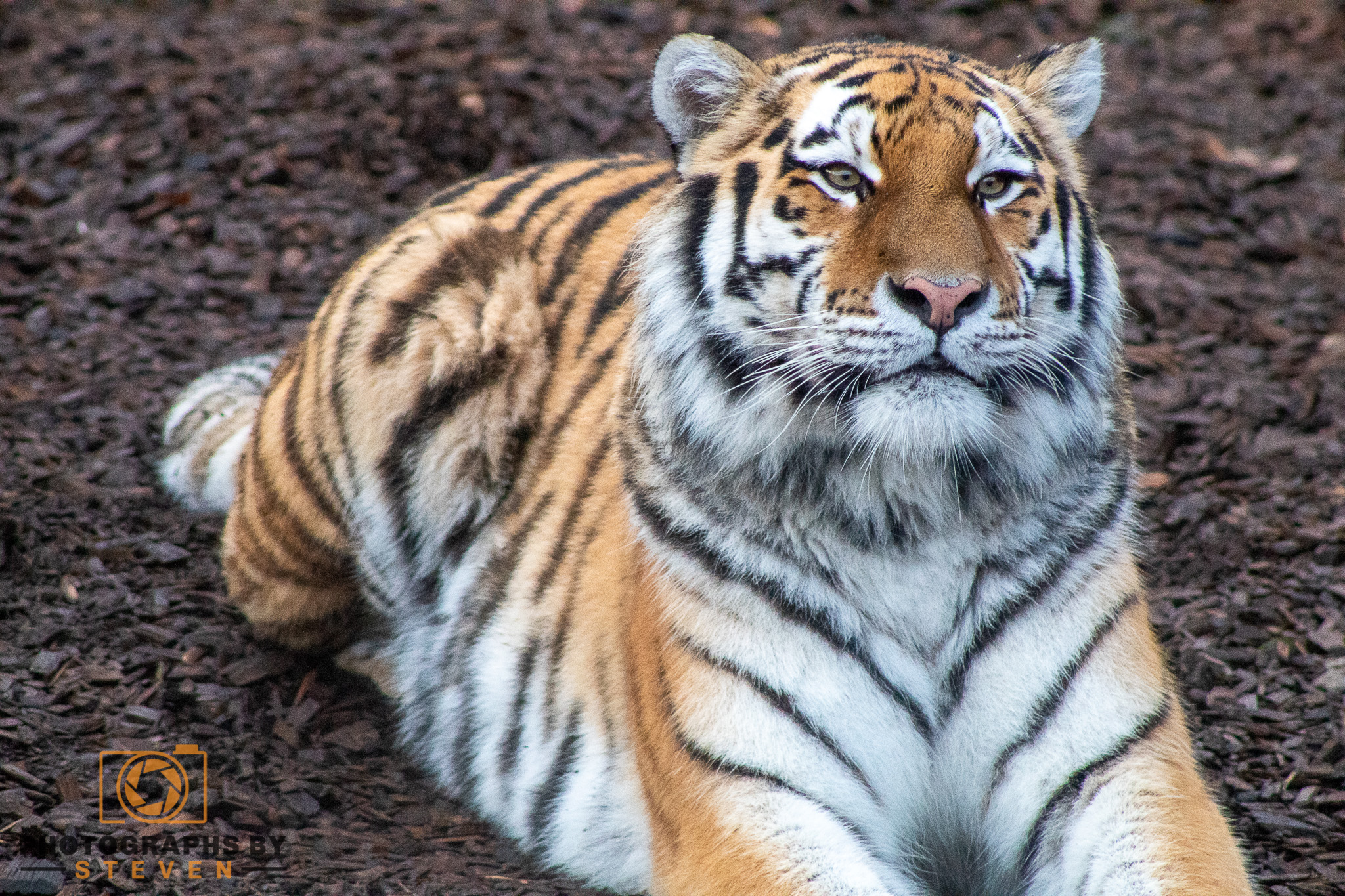 tiger animal mammal wildlife 