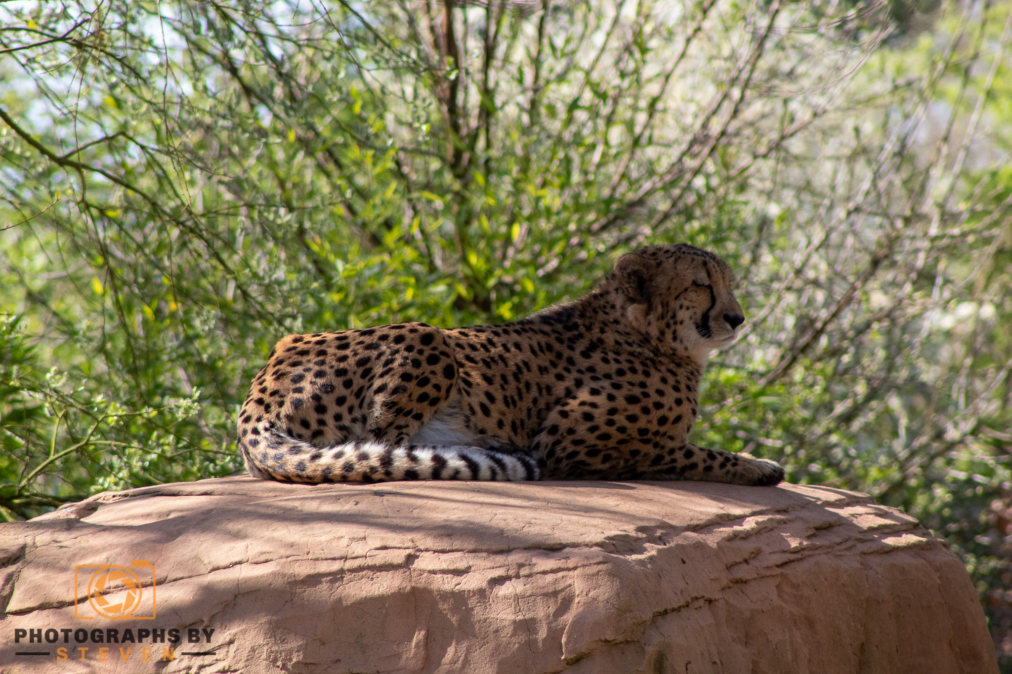 cheetah wildlife mammal animal 