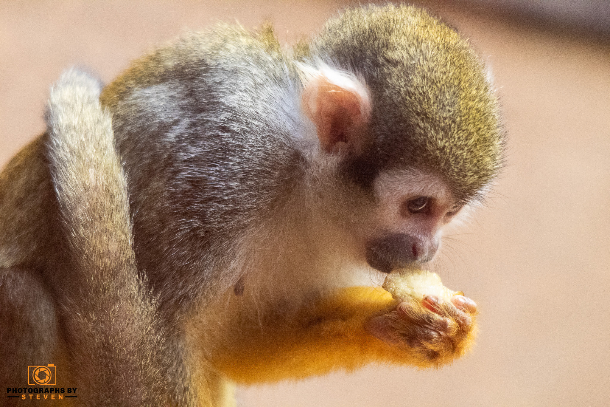 monkey animal mammal wildlife 