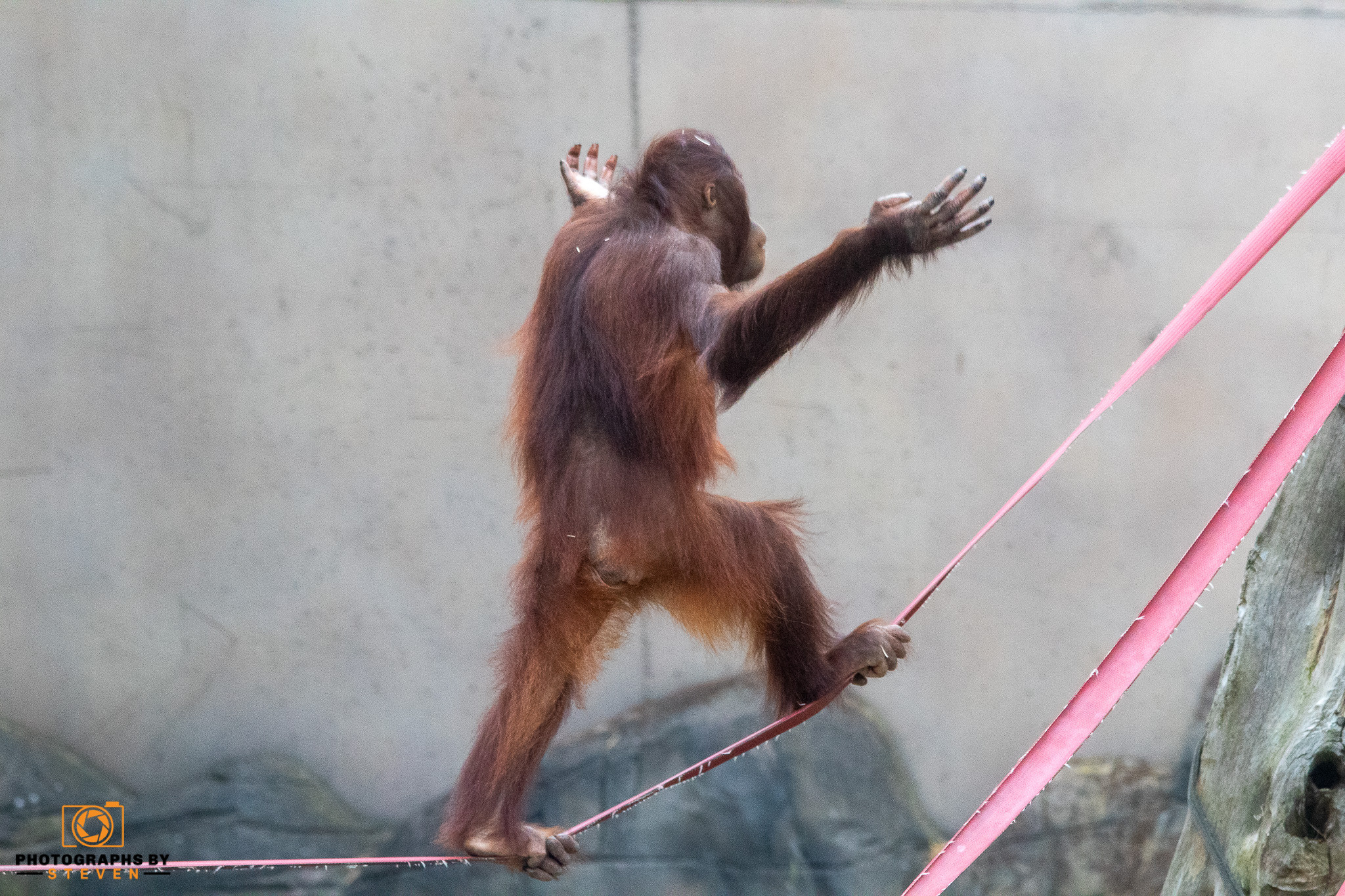 Baby orangutan