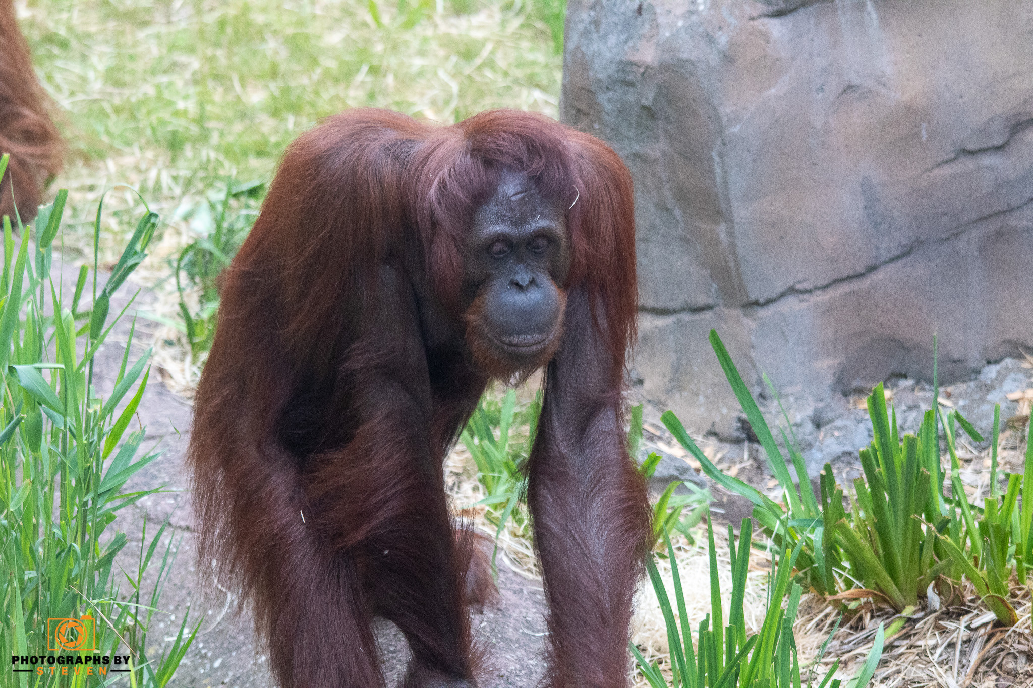 wildlife animal 