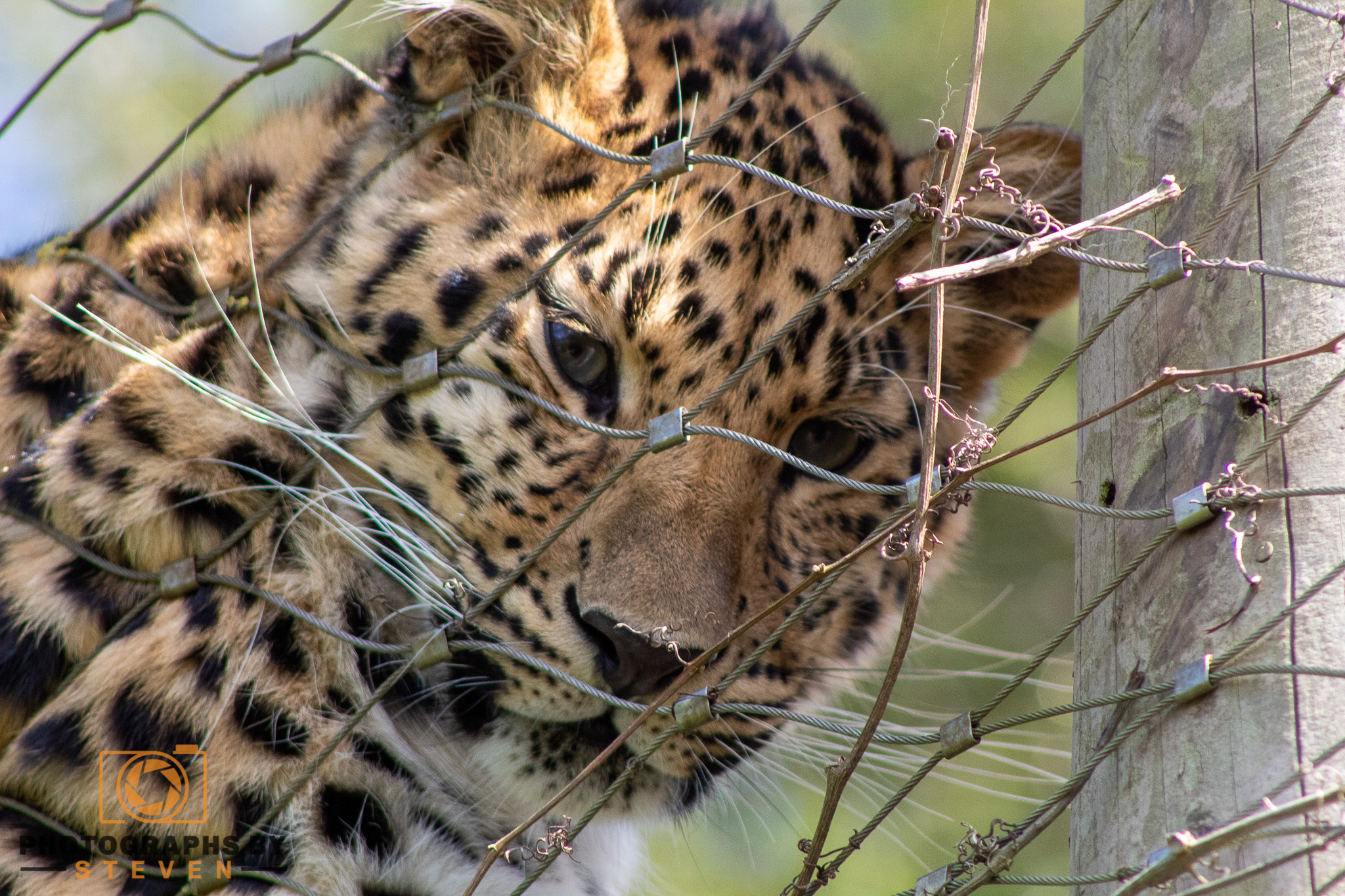 leopard mammal animal wildlife 