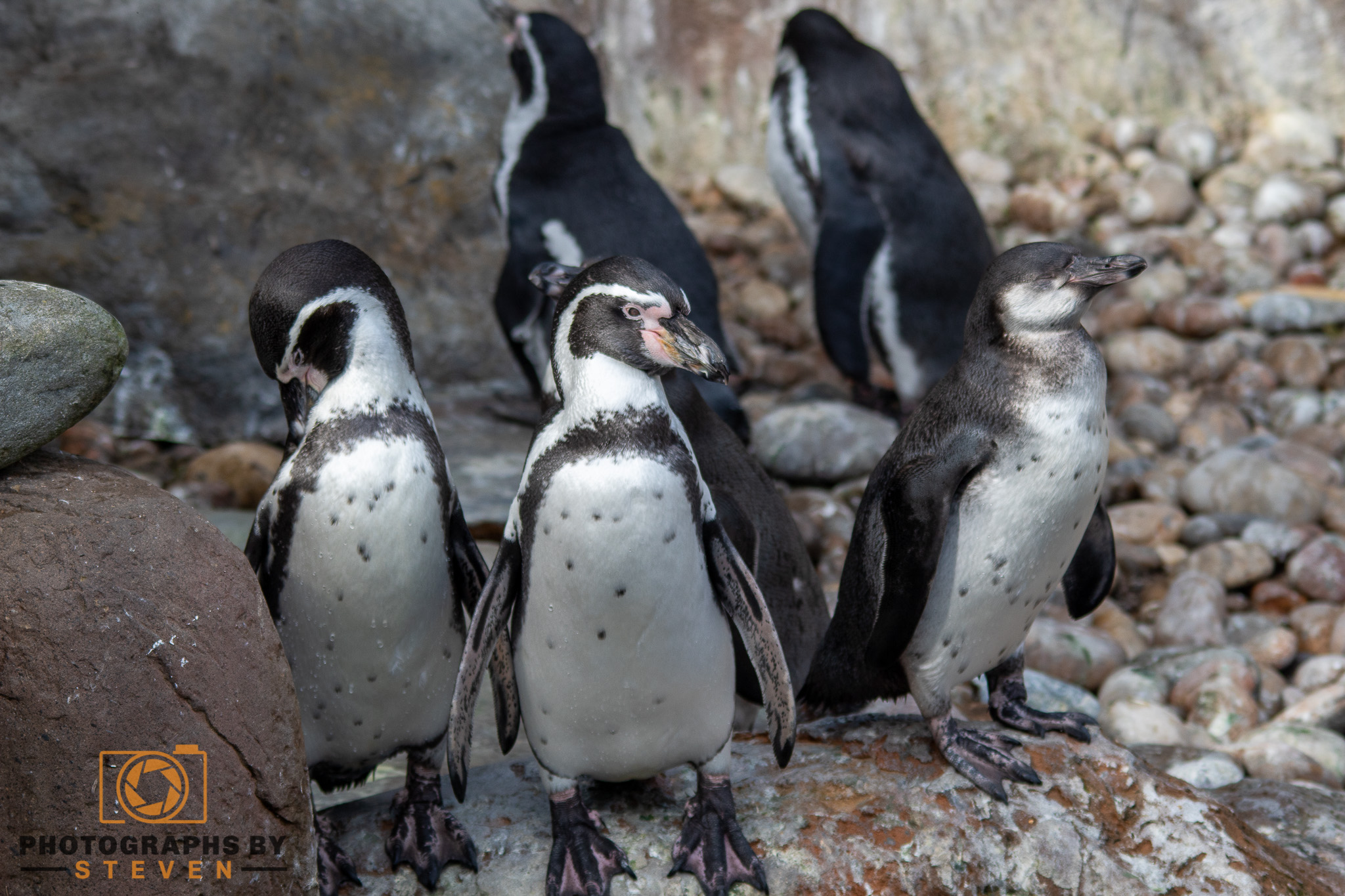 humbolt penguin animal bird 