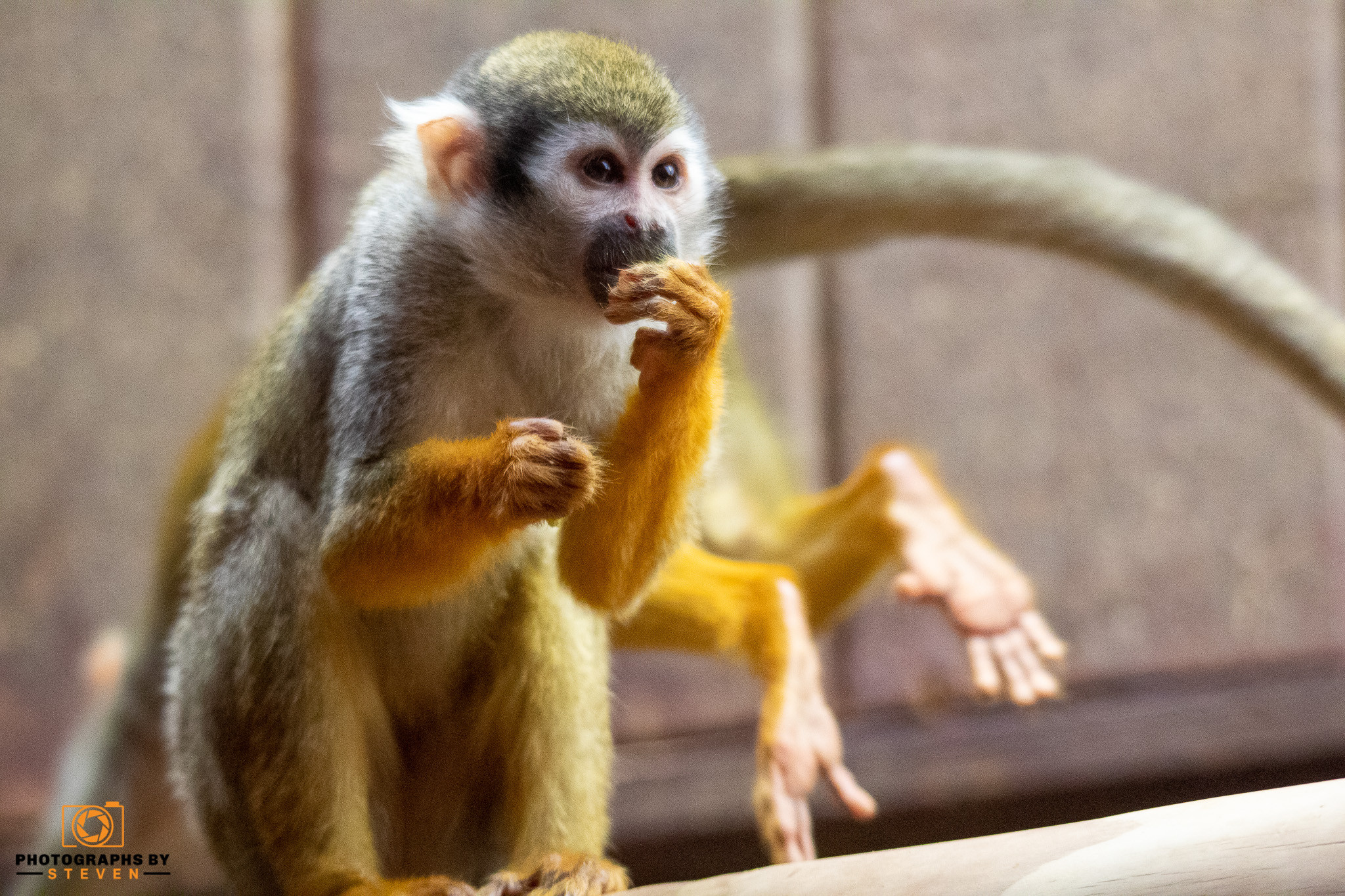 monkey wildlife animal mammal 