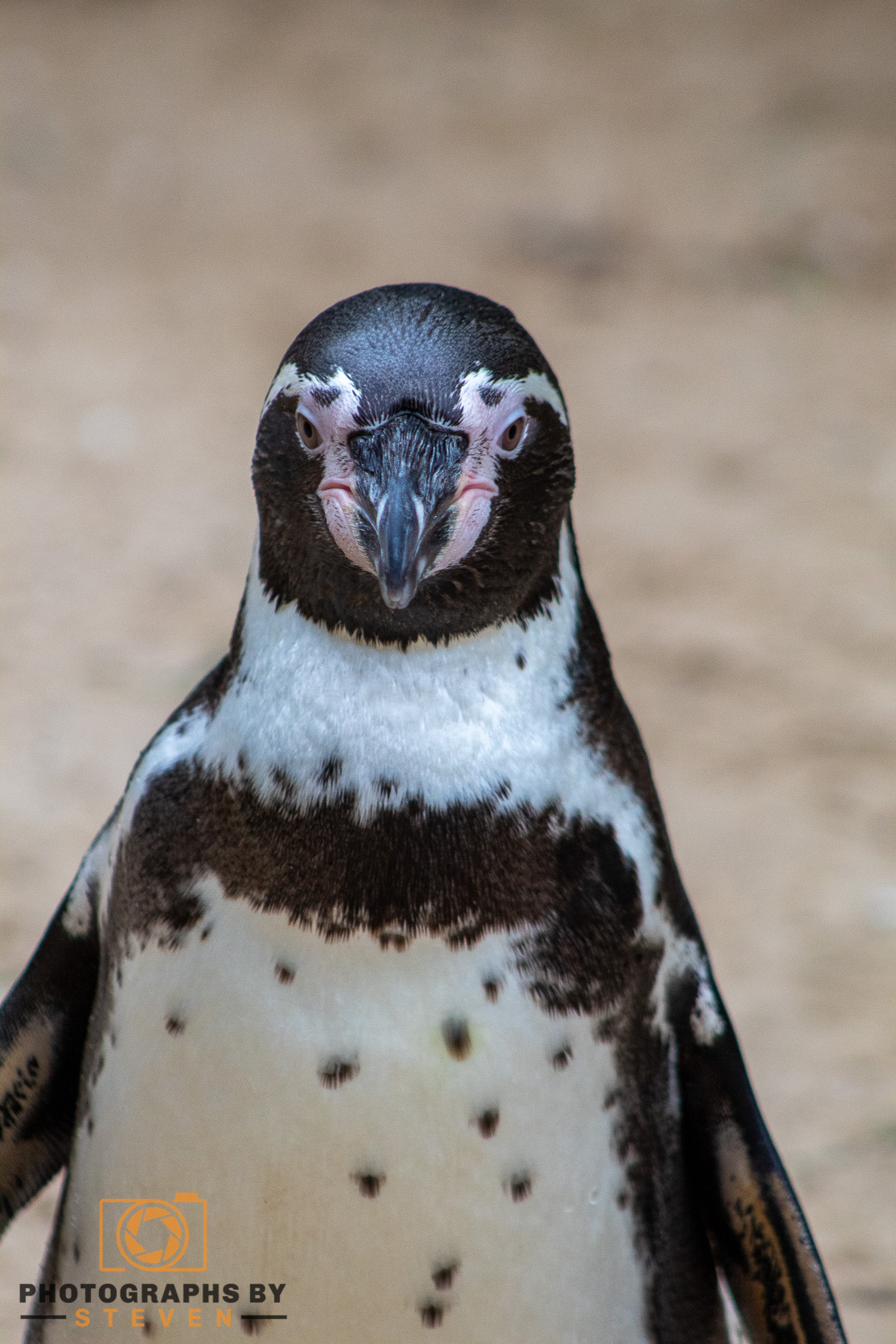 humbolt penguin bird animal 