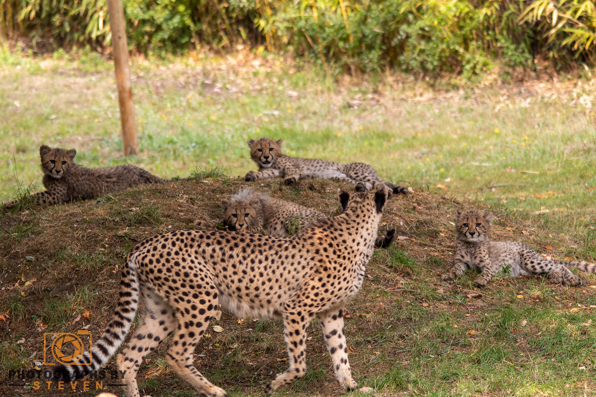 cheetah wildlife mammal animal 
