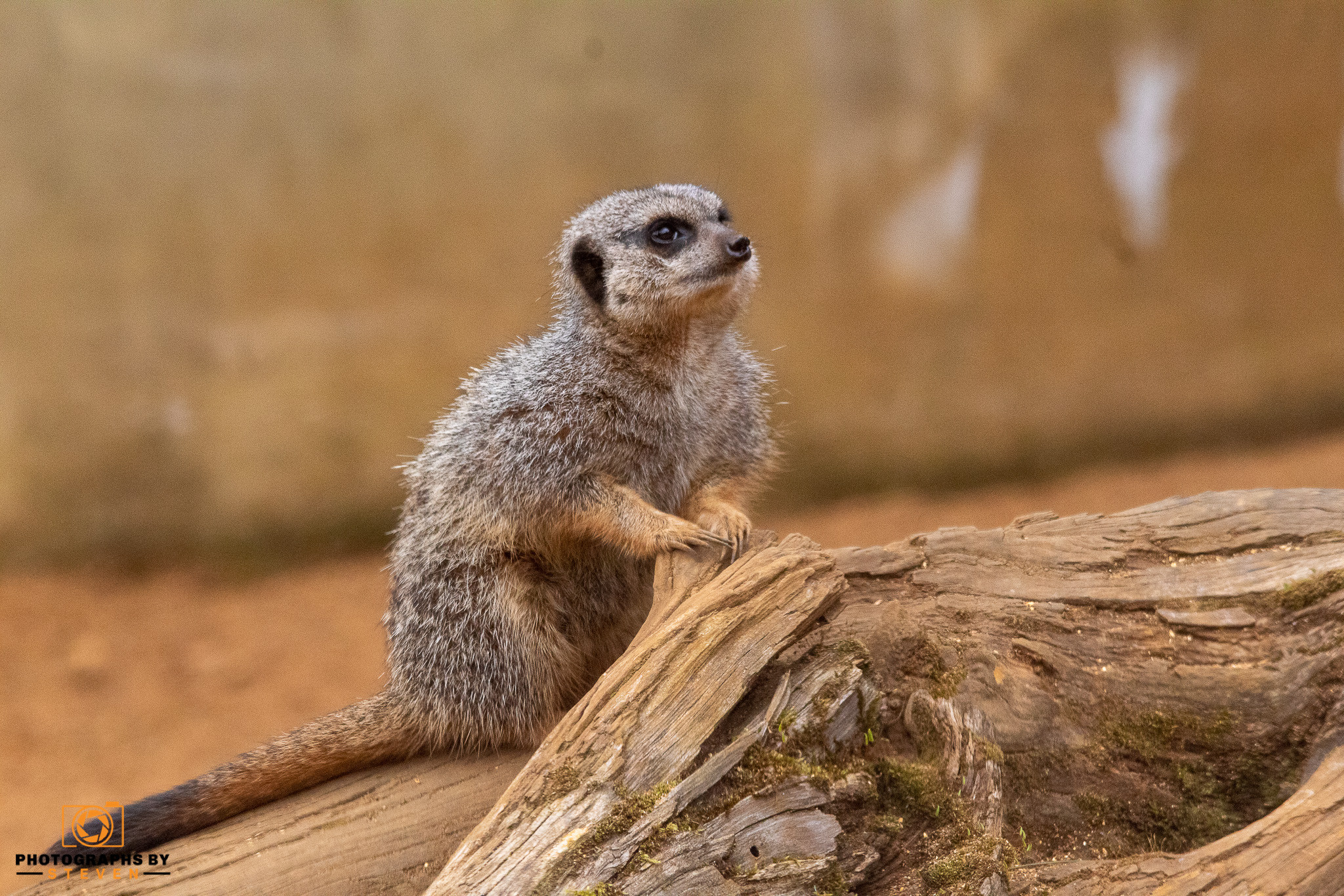 meerkat wildlife mammal animal 