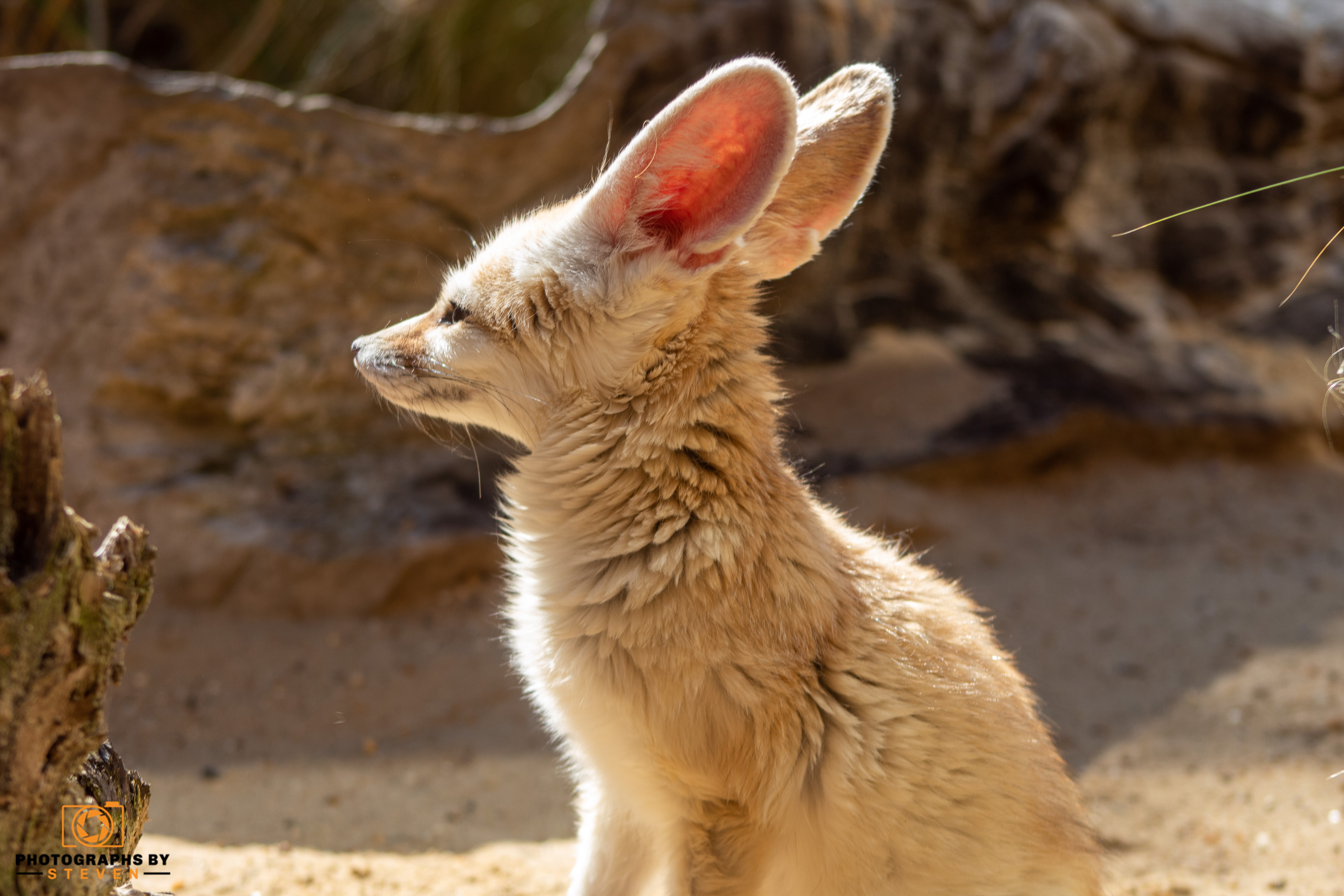 fennec fox animal mammal wildlife canine 