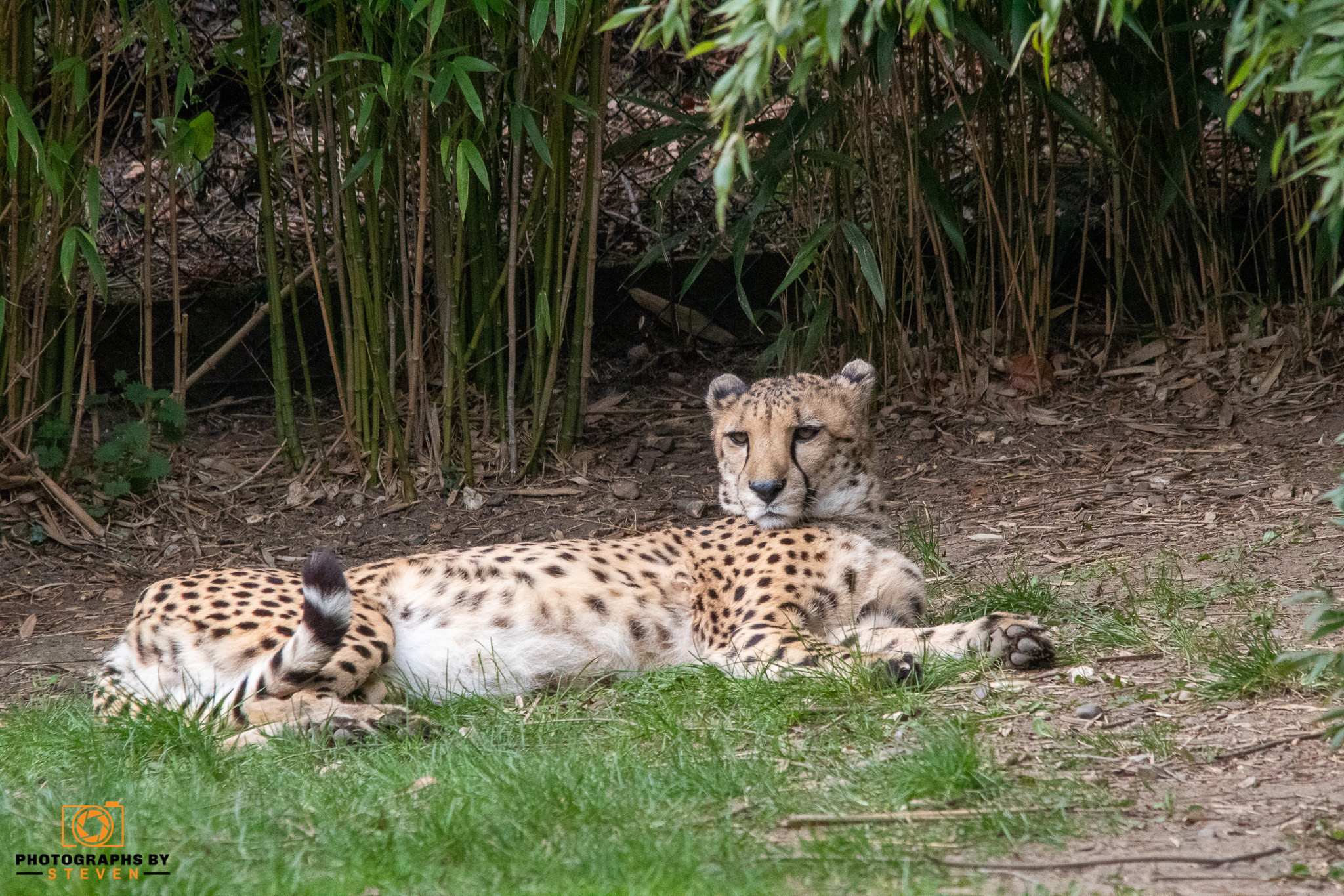 leopard animal mammal wildlife cheetah 