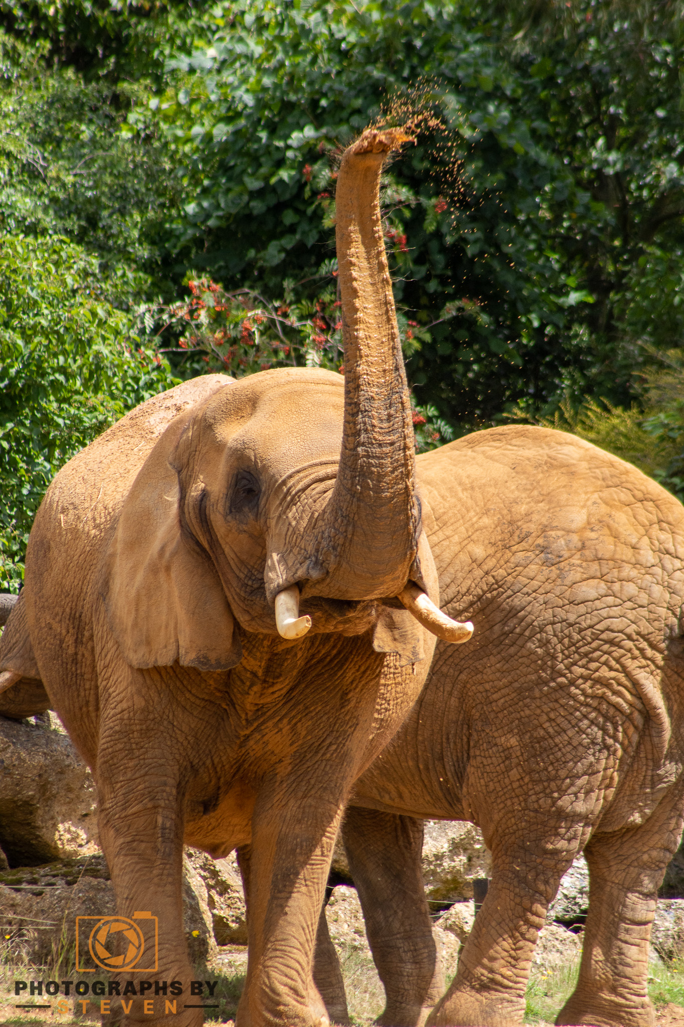 elephant wildlife mammal animal 