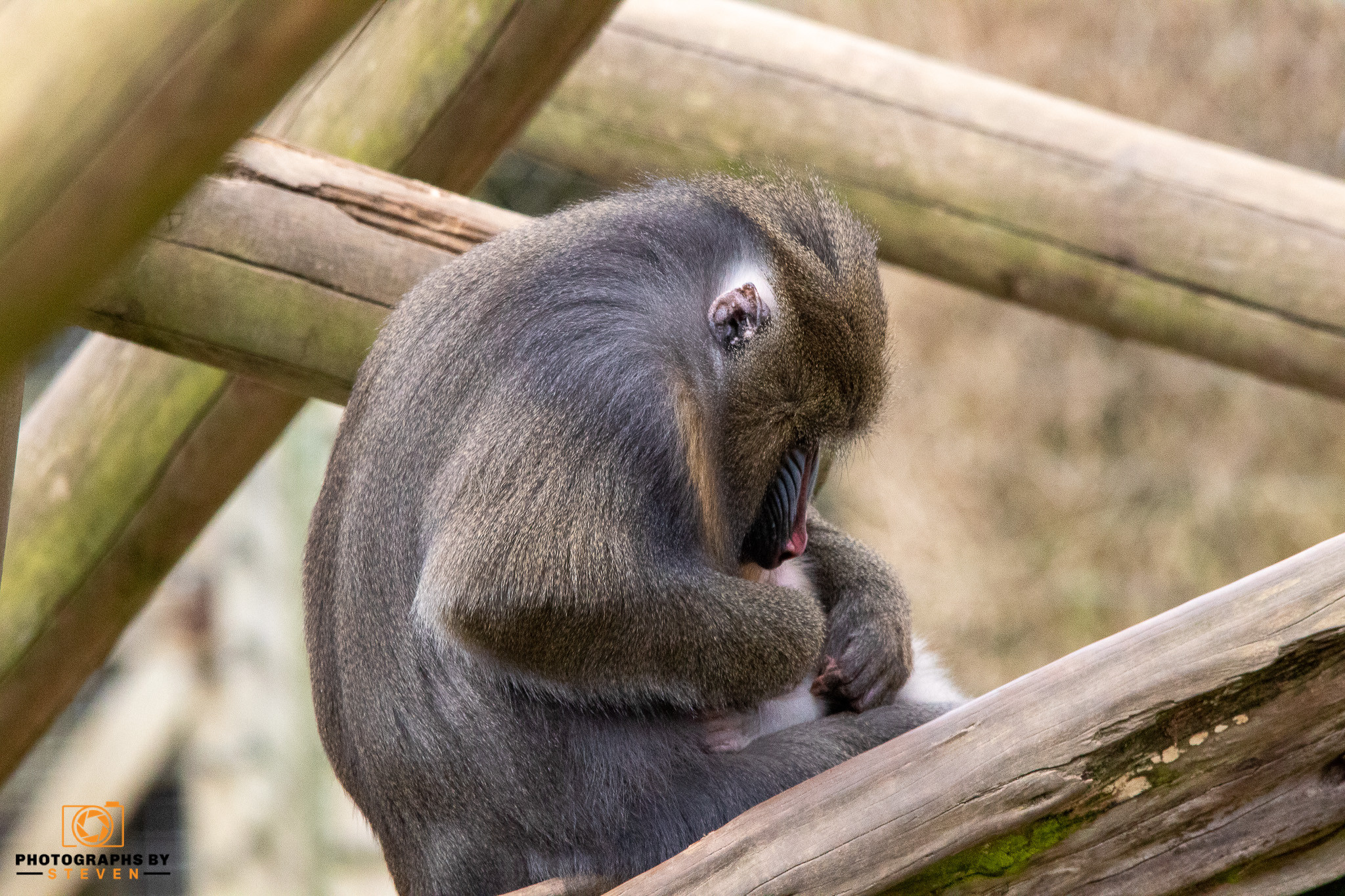 monkey mammal animal wildlife baboon 