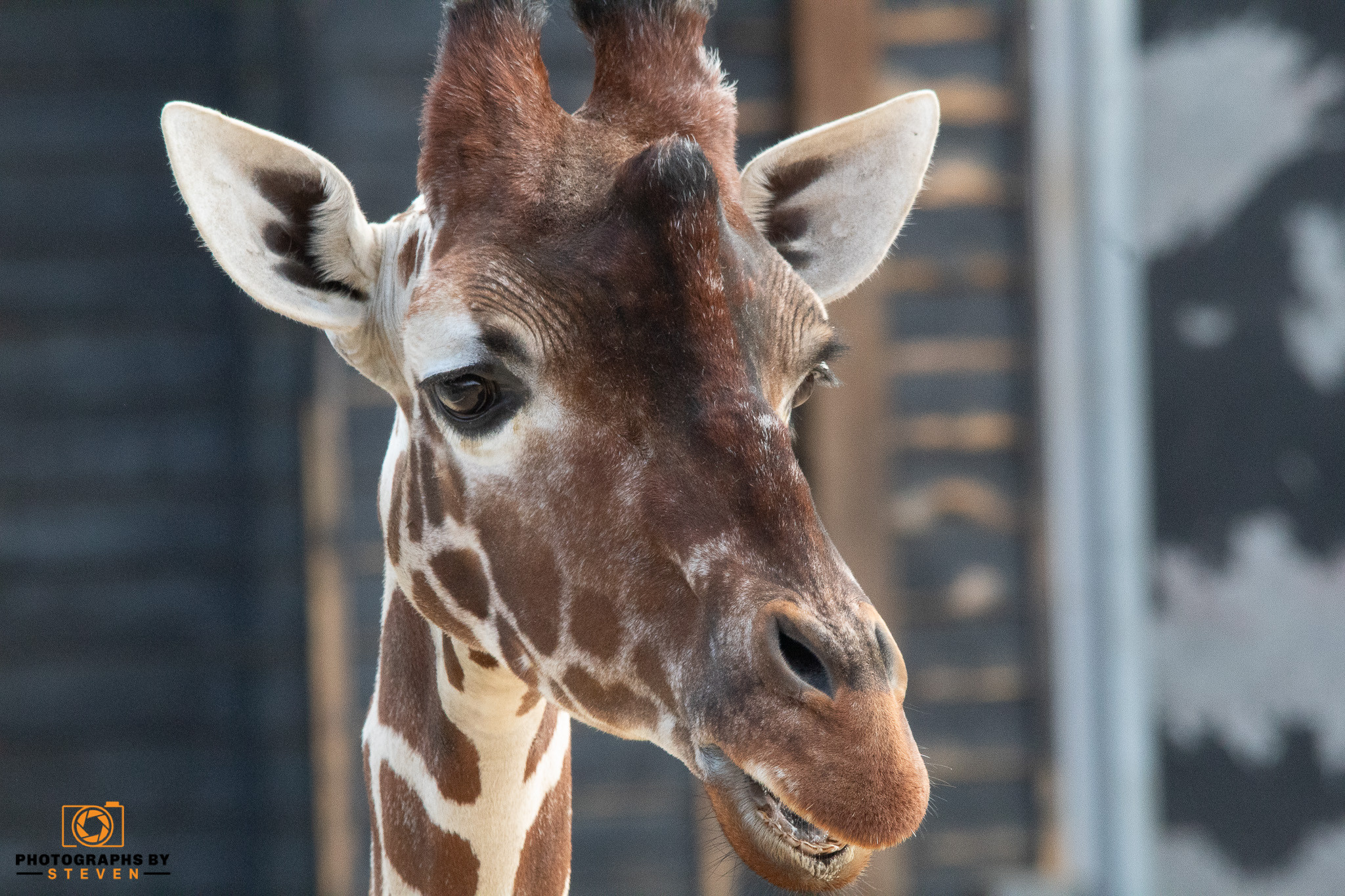 giraffe mammal animal wildlife 