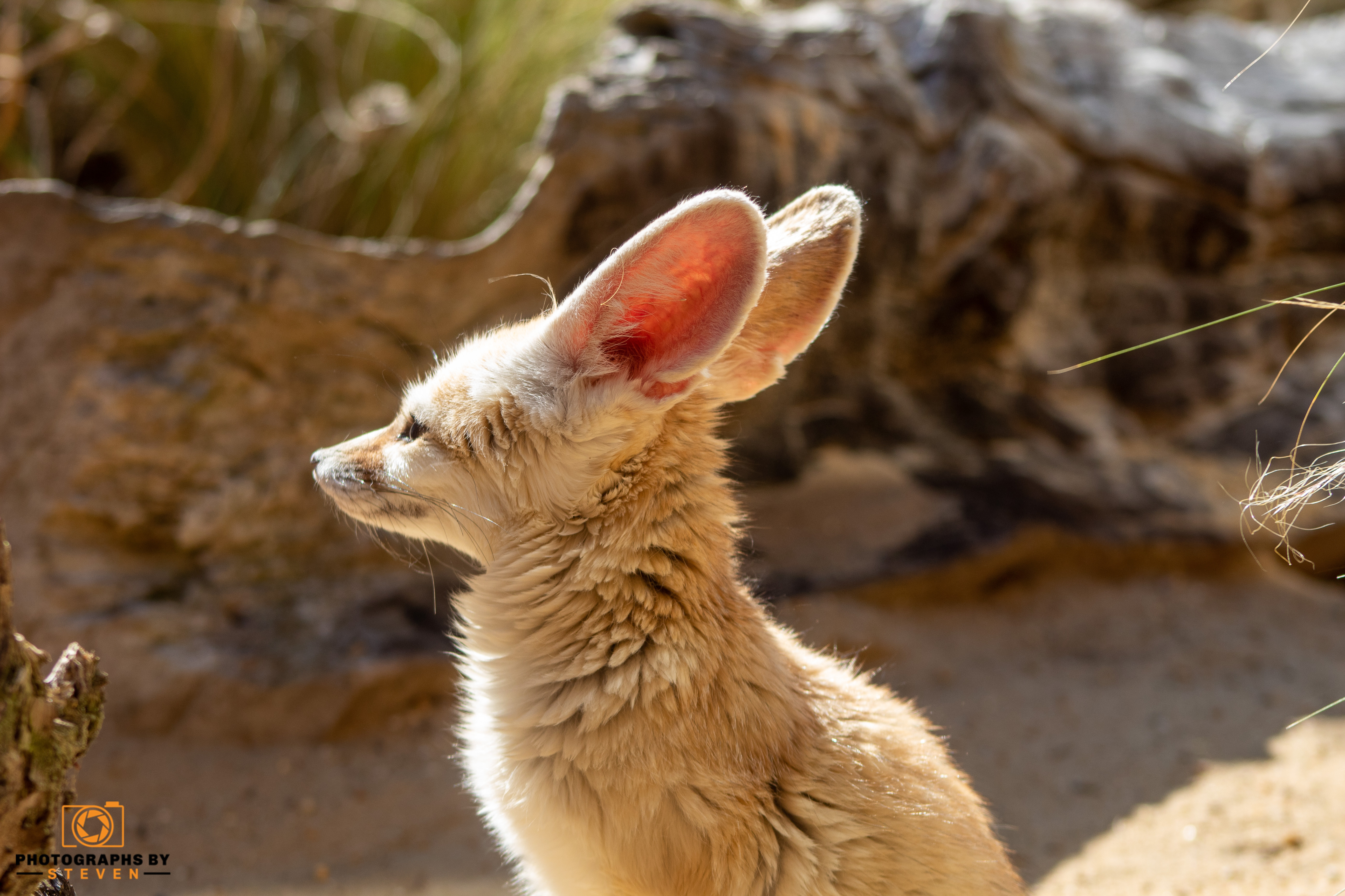 fennec fox mammal wildlife animal canine 