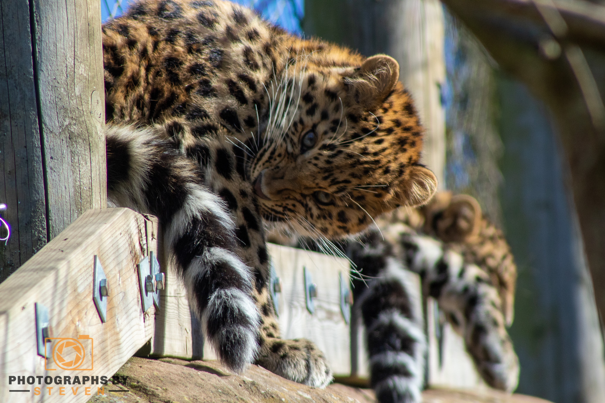 leopard wildlife mammal animal 