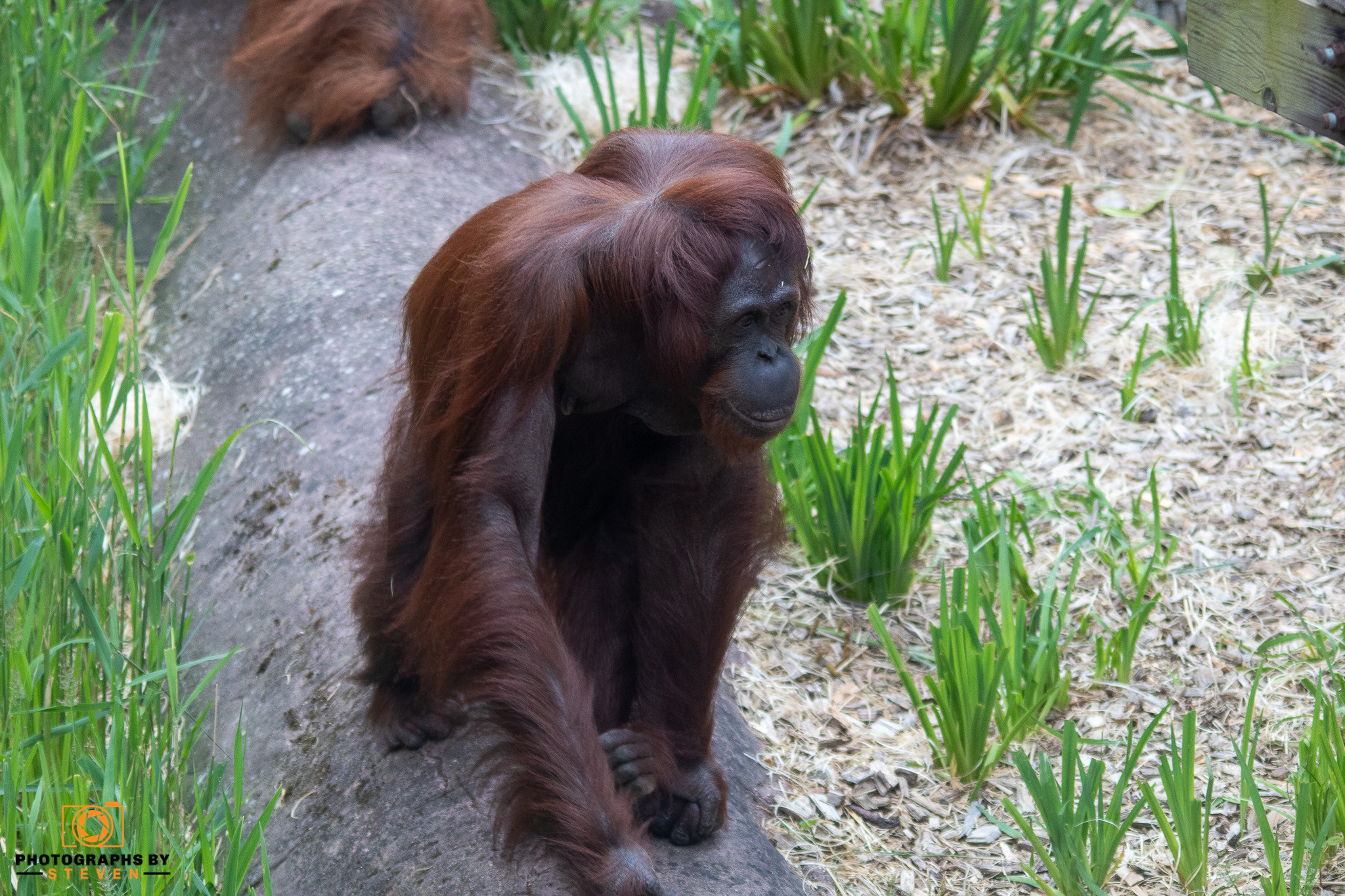 ape animal wildlife mammal 