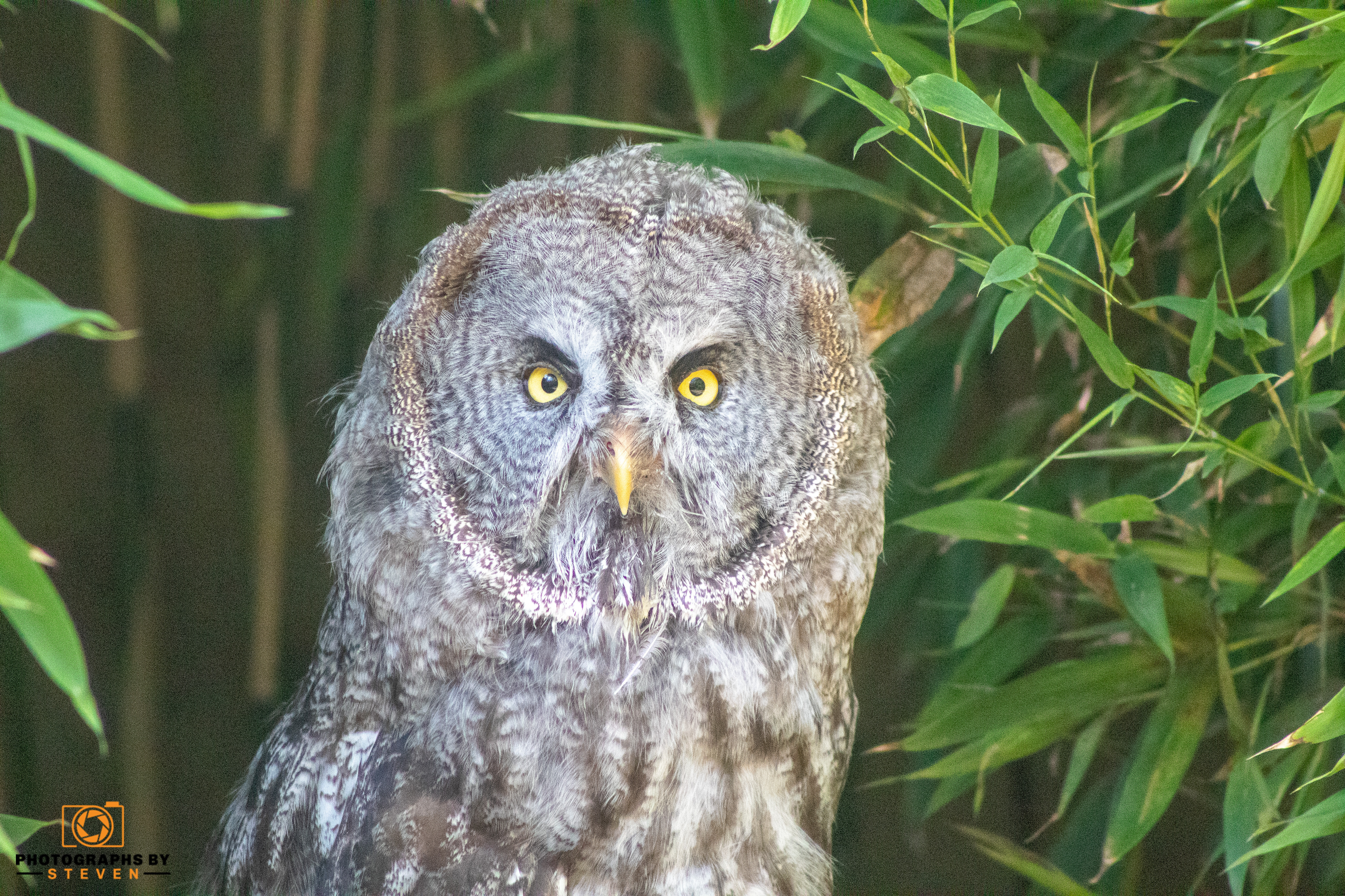 Photograph taken by Photographs by Steven