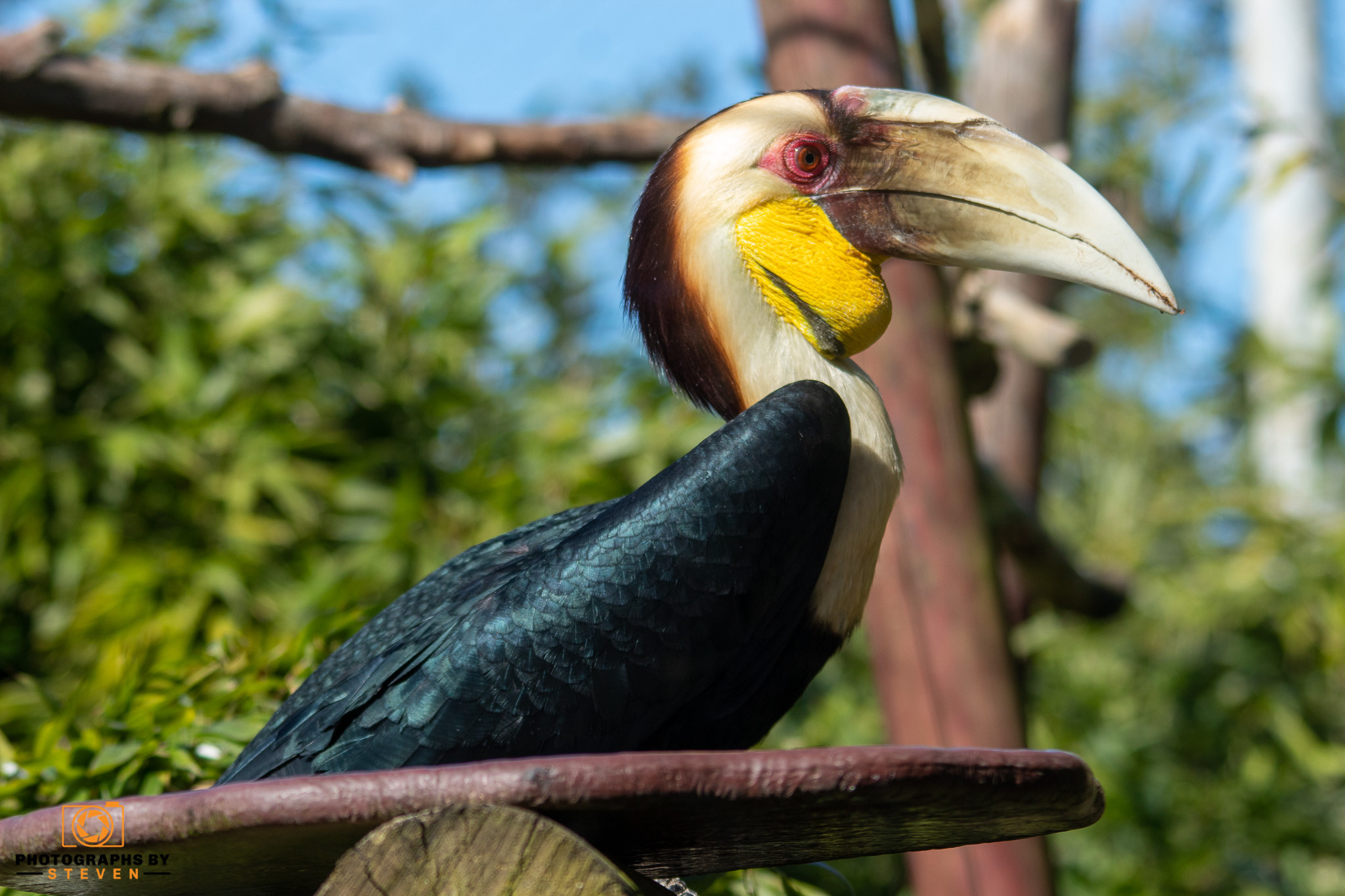 hornbill bird animal toucan 