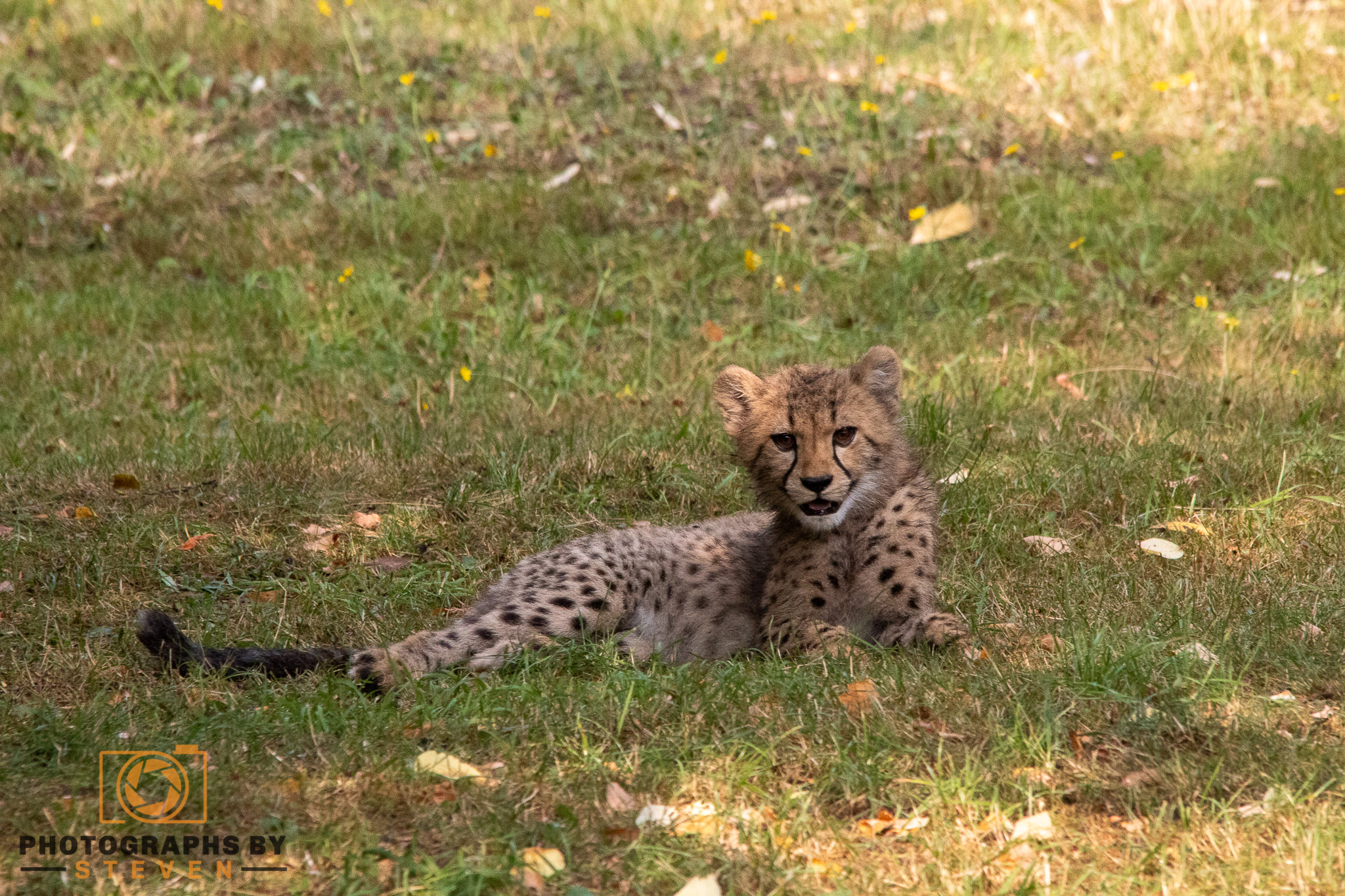 cheetah mammal animal wildlife 