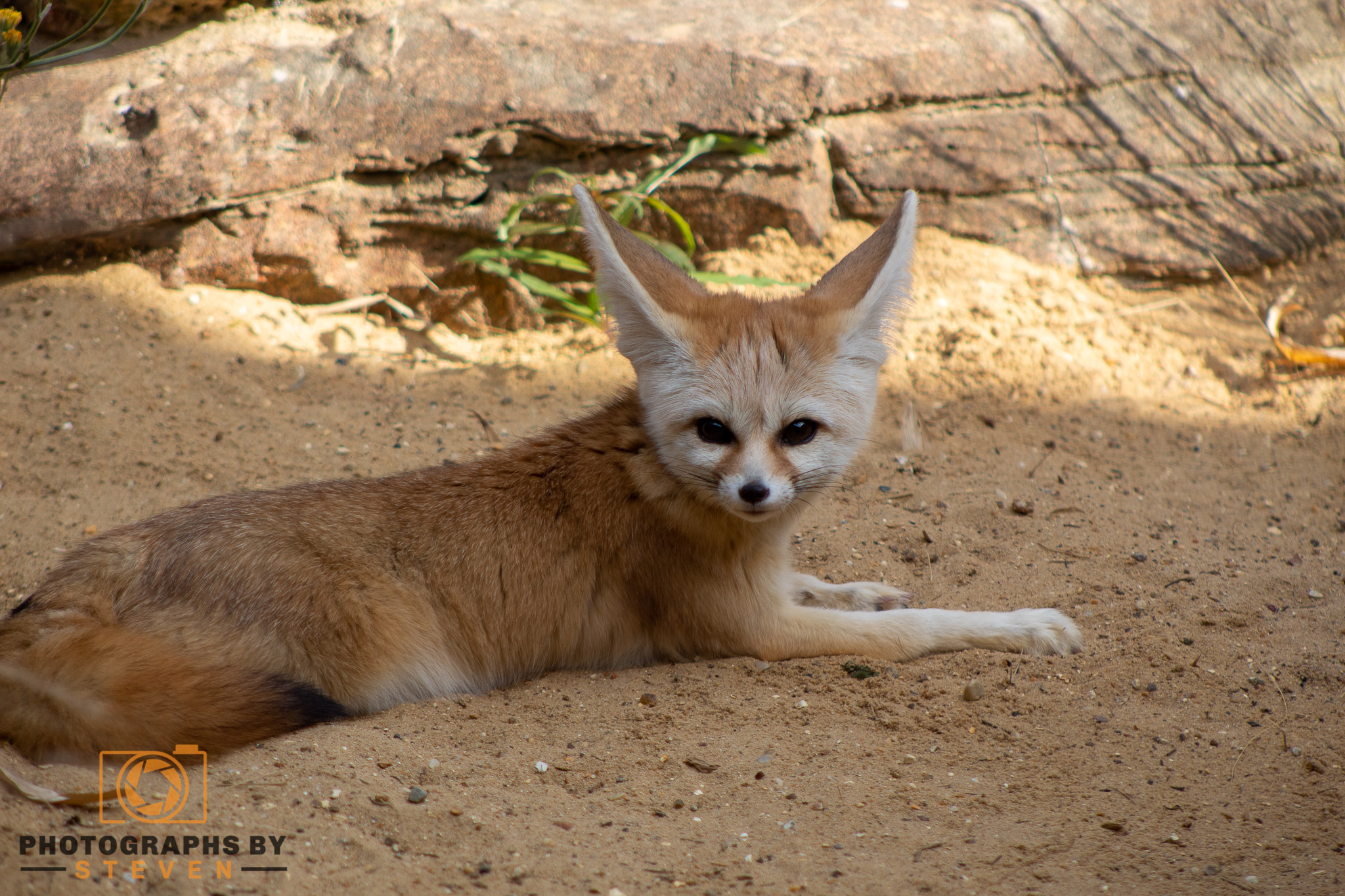 fennec fox wildlife animal mammal canine 