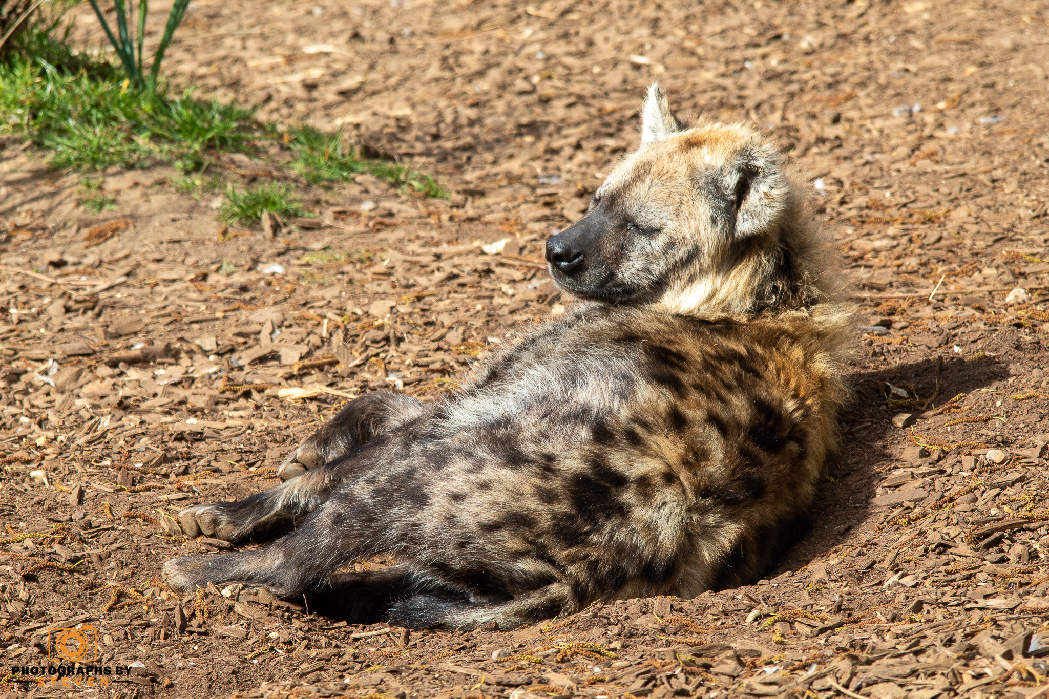 hyena wildlife mammal animal 