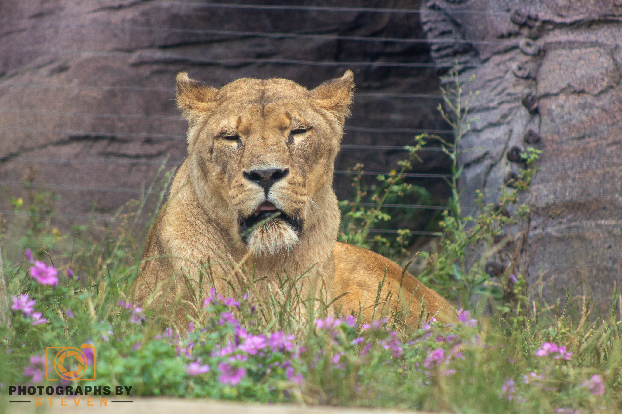 lion animal mammal wildlife 